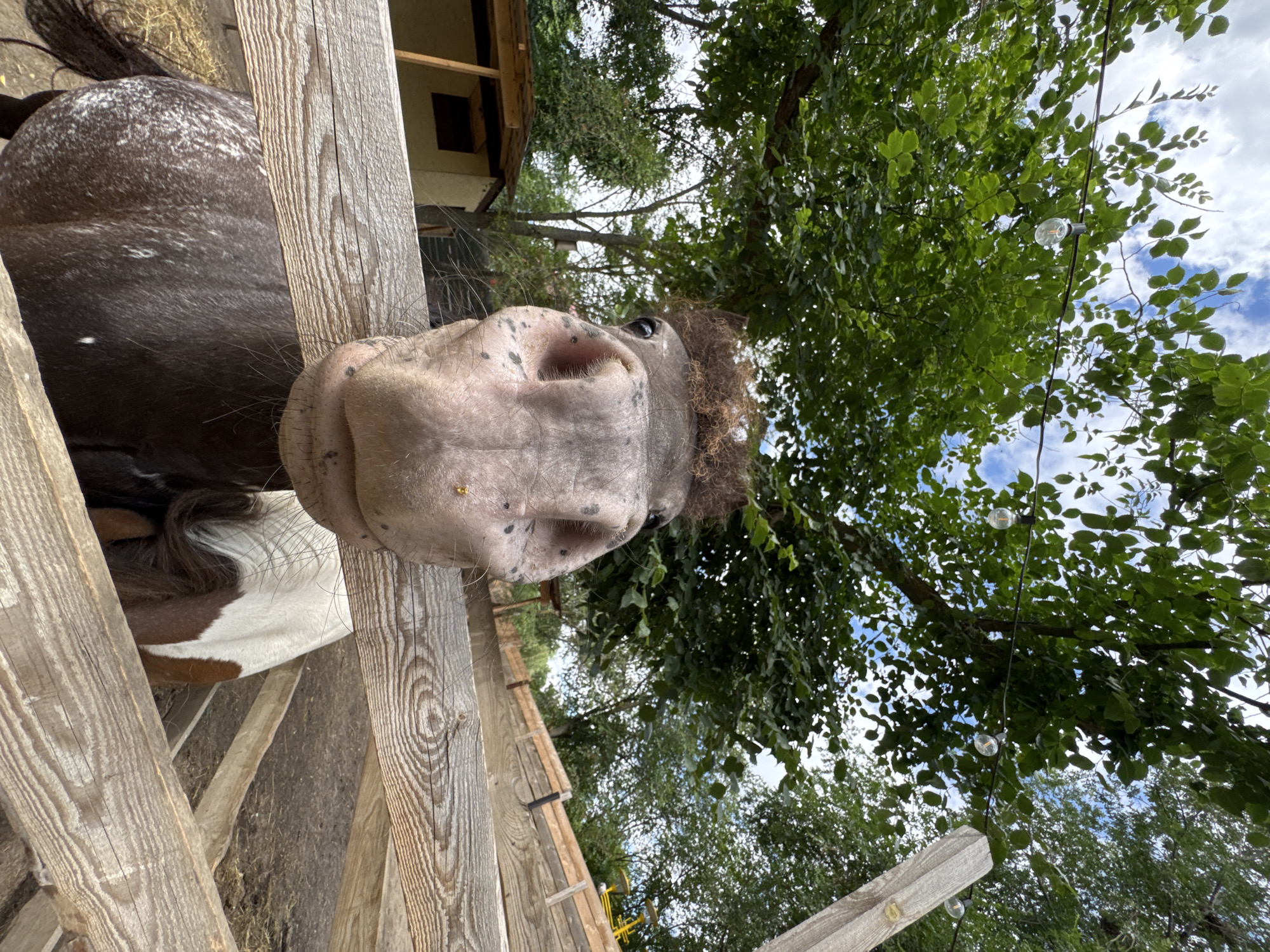 Up close with the animals at a farm in Elista
