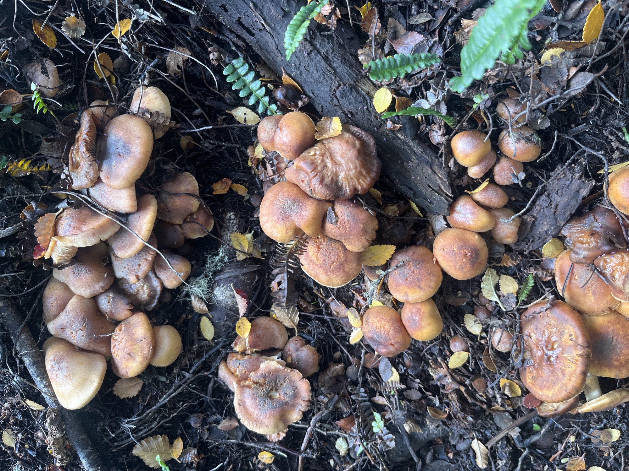 Diverse wild mushrooms documented in Ushuaia forest habitat