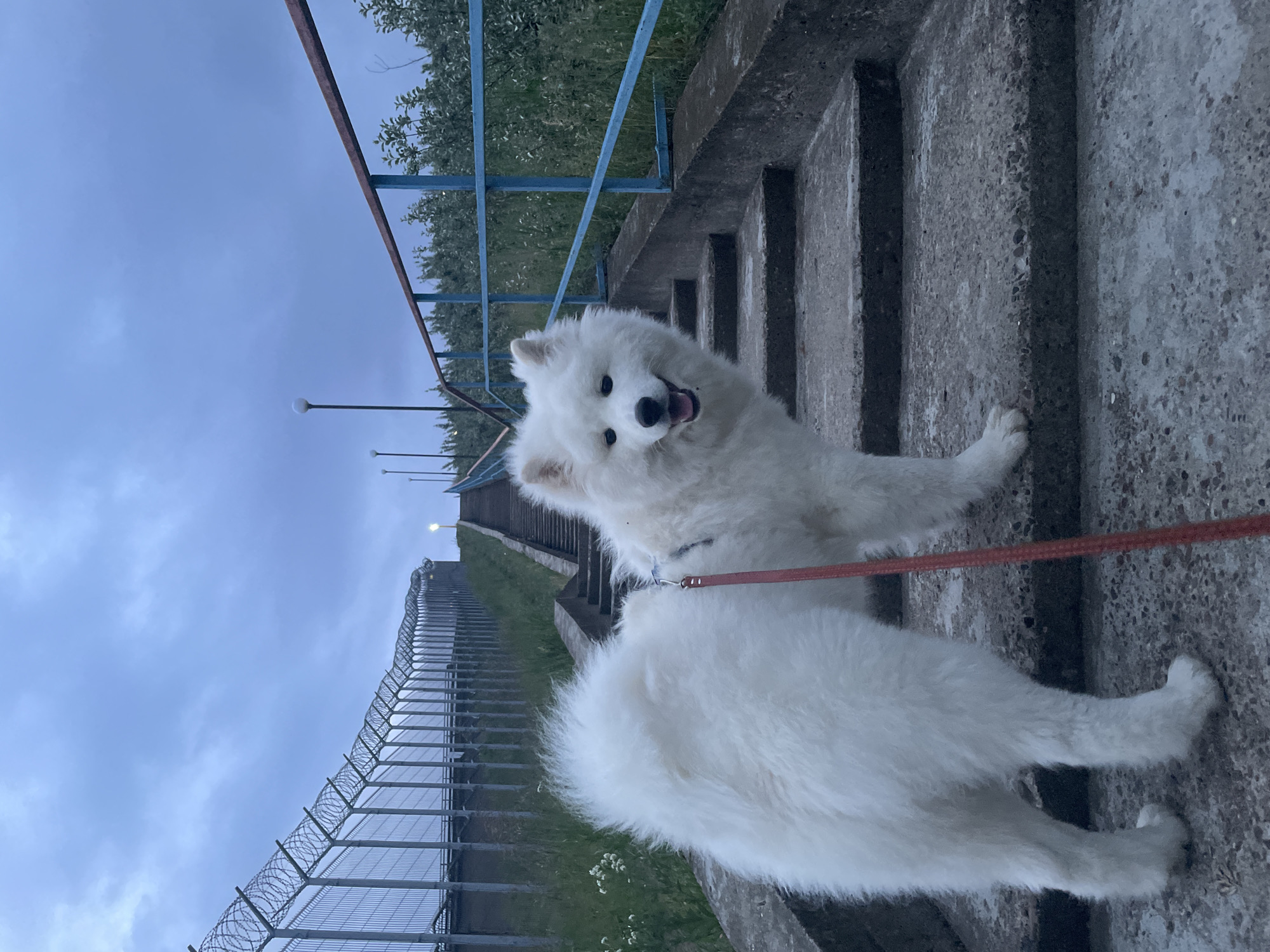 White Samoyed dog spotted across multiple locations during evening hours