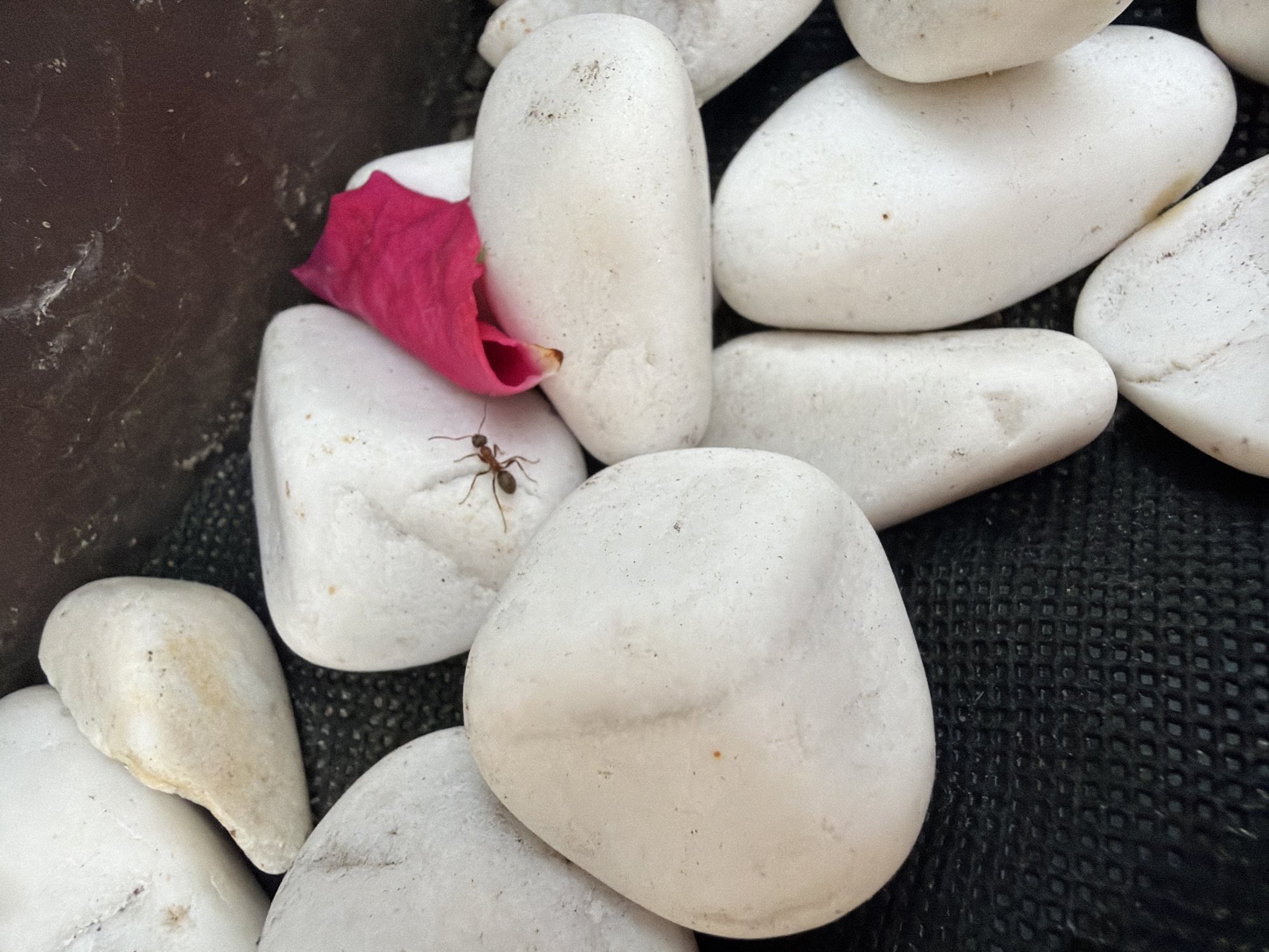 Close-up garden exploration: stones, flowers, bark, and small insects