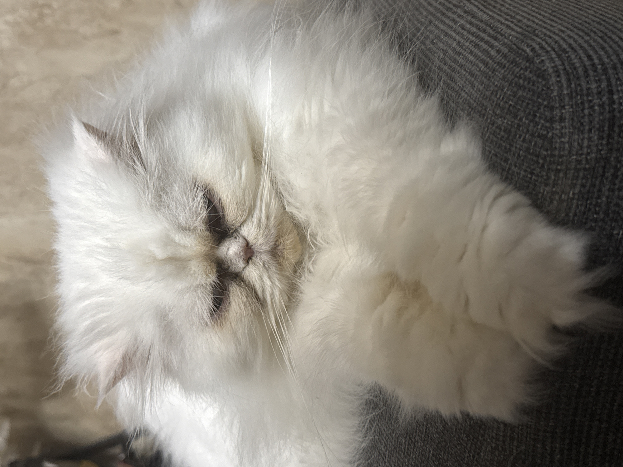 Persian Cat Photo Session Captured in Burgas Home