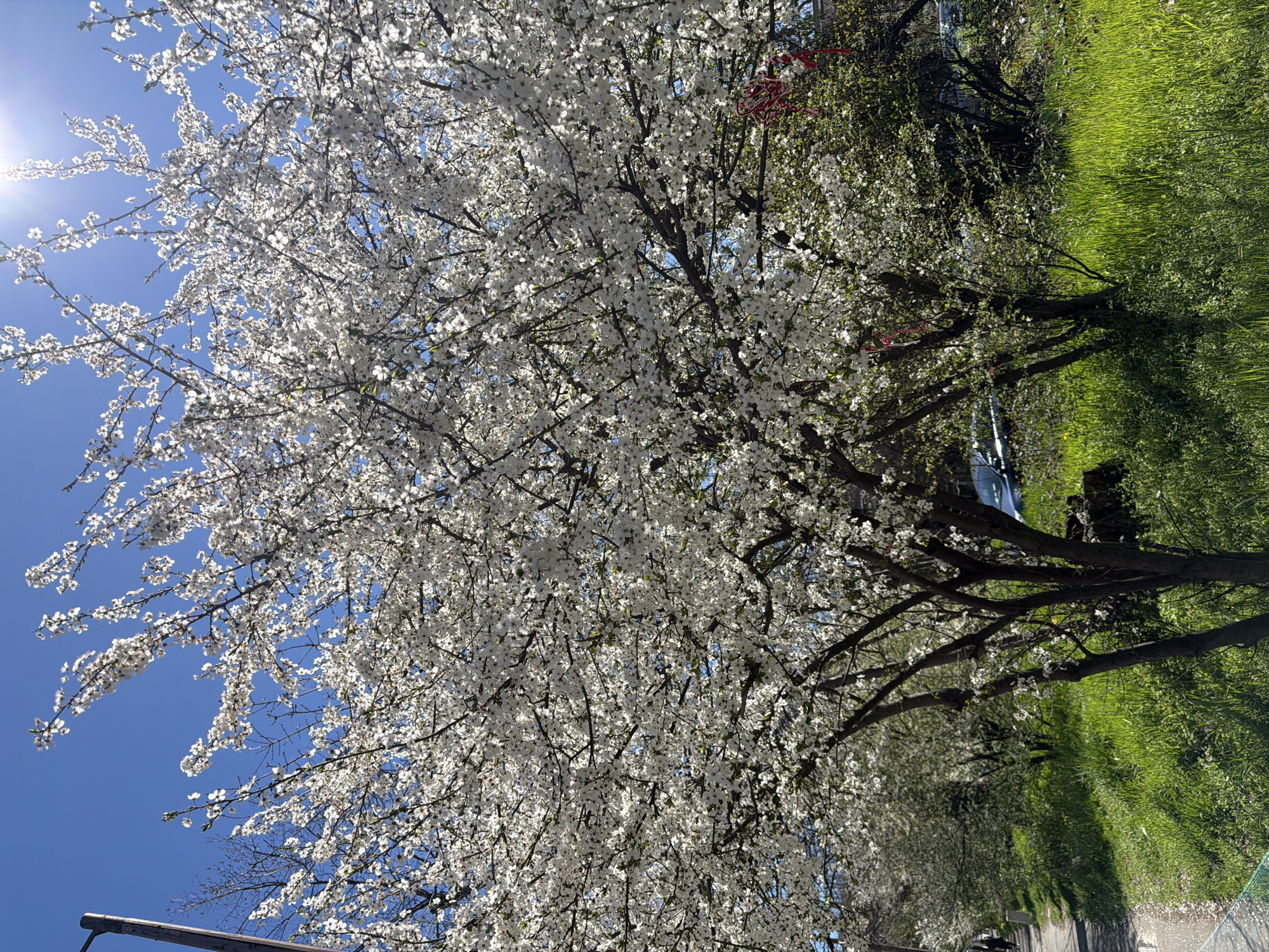 Spring blooms and traffic observed in Sofia Monday morning