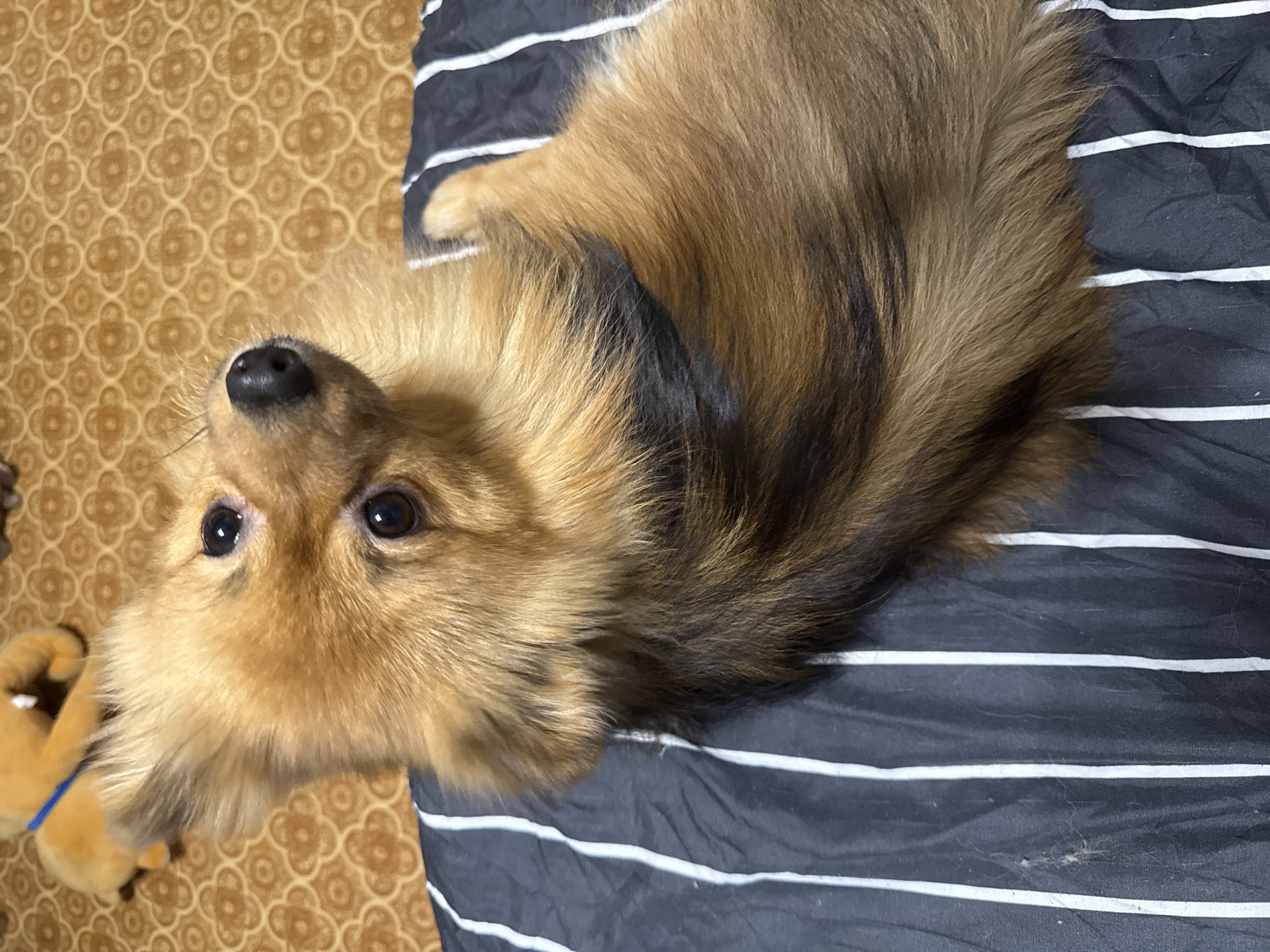 Pomeranian chilling on striped bedding in a Khimki apartment