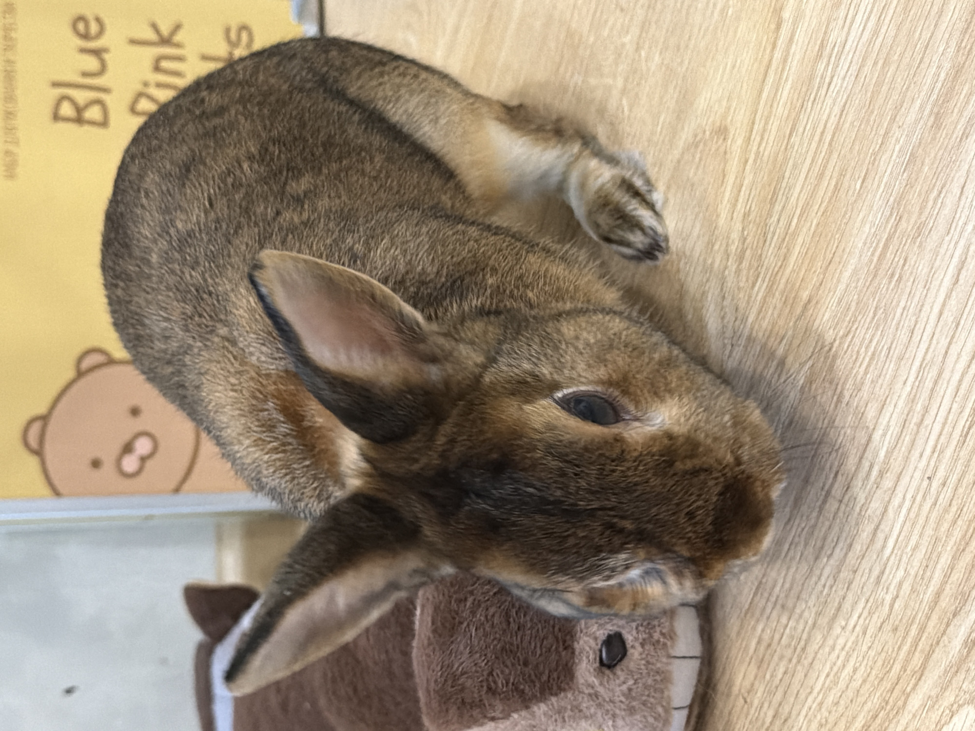 Pets at home and a quiet afternoon around Solikamsk