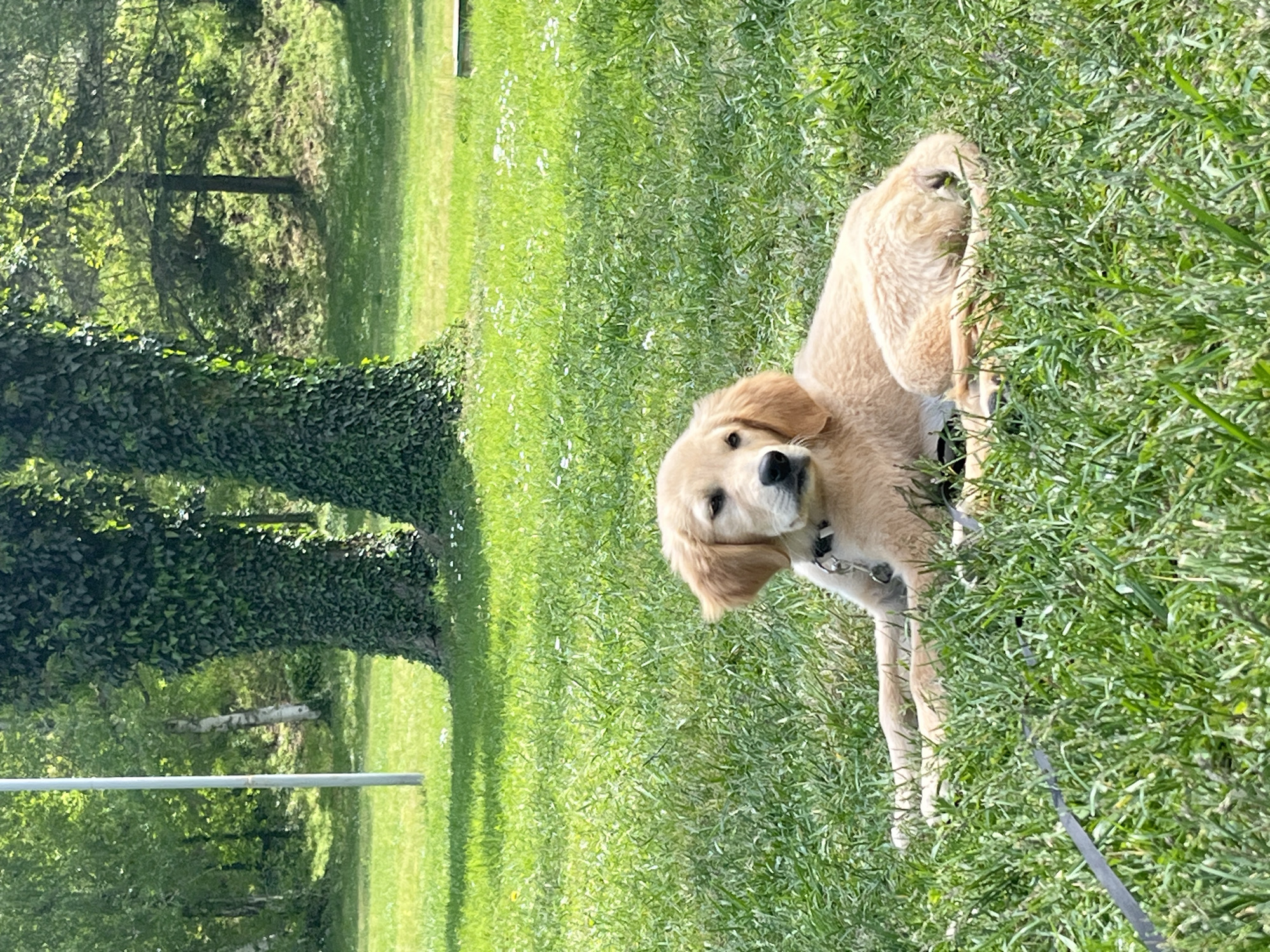 Golden retriever puppy plays in grassy field in Sandanski
