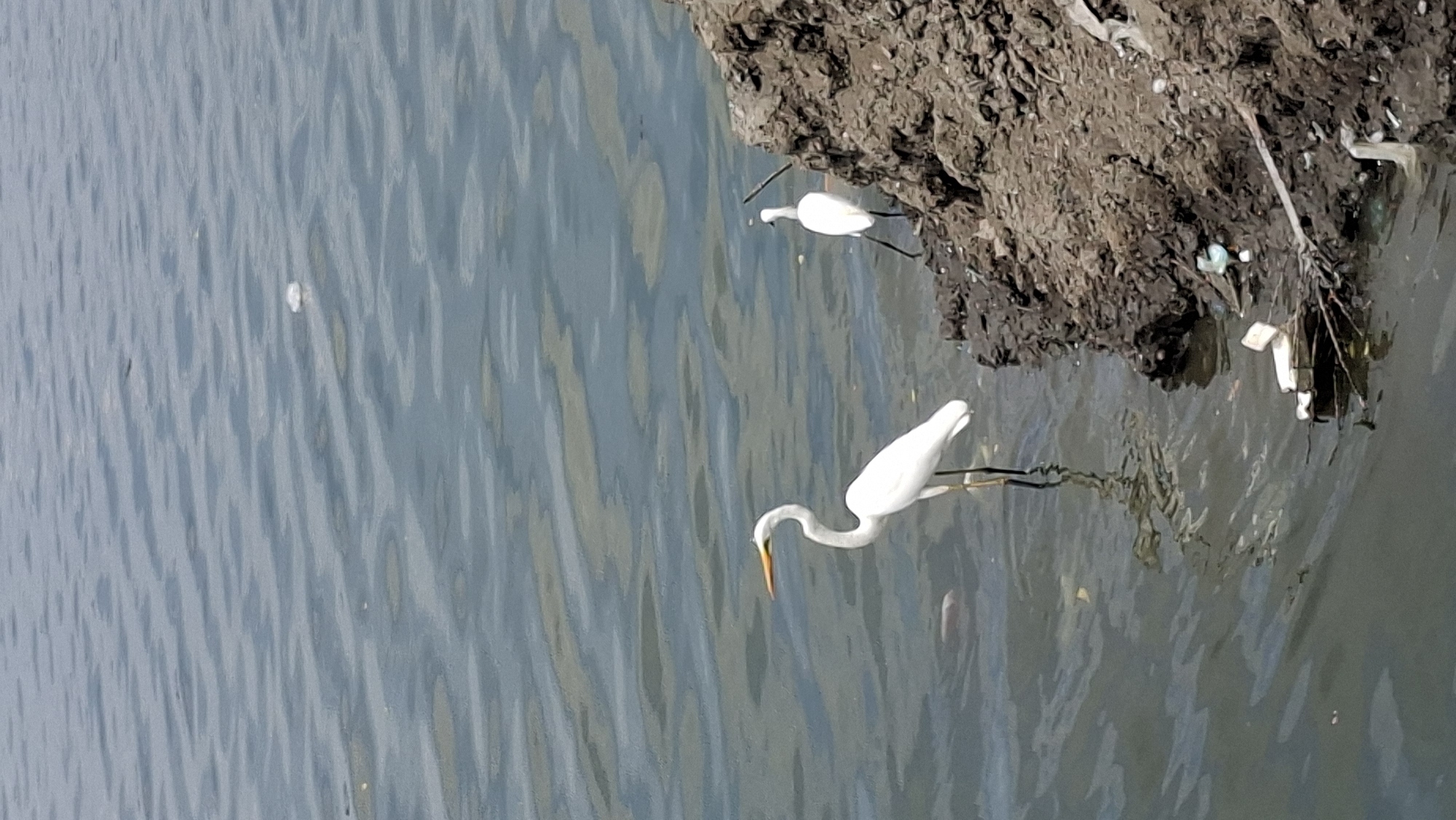 Egrets and a paddler share calm coastal waters in Lhokseumawe