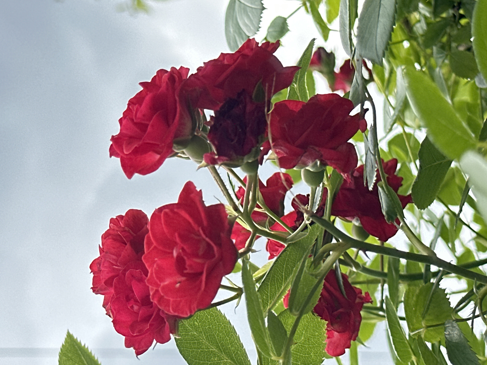 Red roses, poppies, and sumac in bloom in Lobacheve