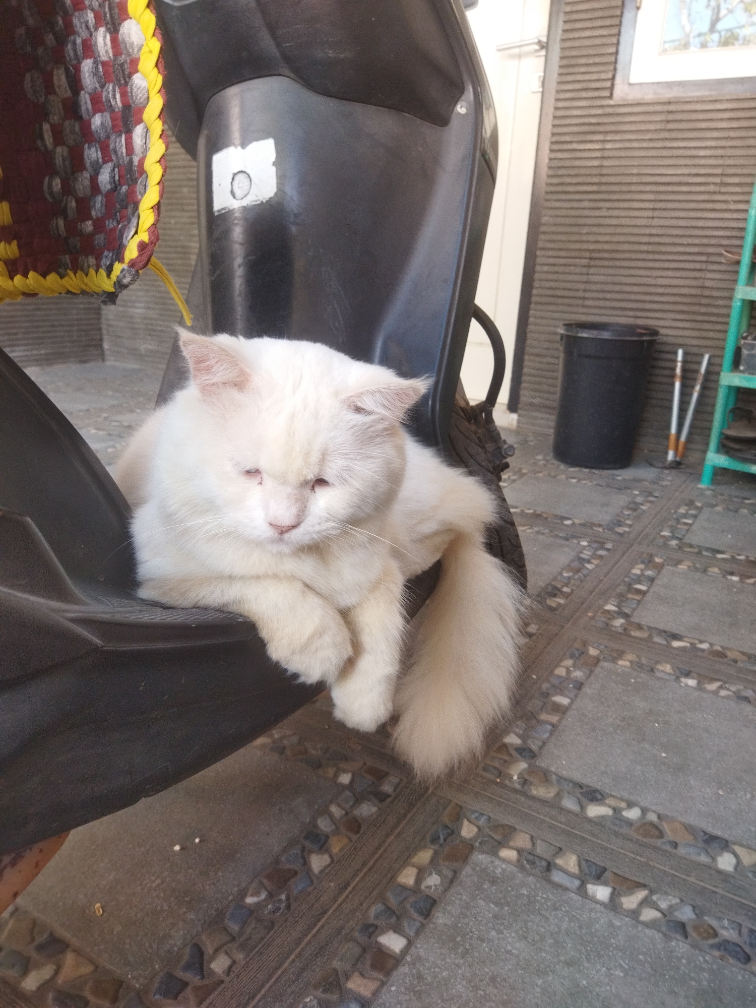 Cats and garden plants at a Banjar residence, morning.