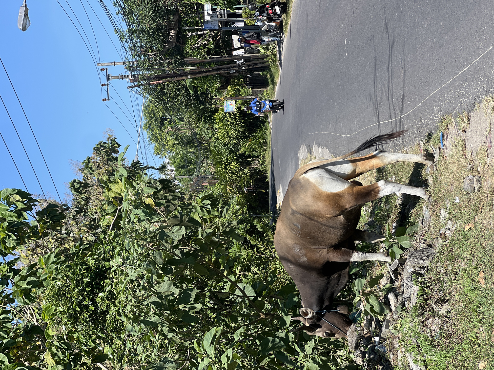 Cow spotted tethered roadside in Kuta Selatan, Indonesia