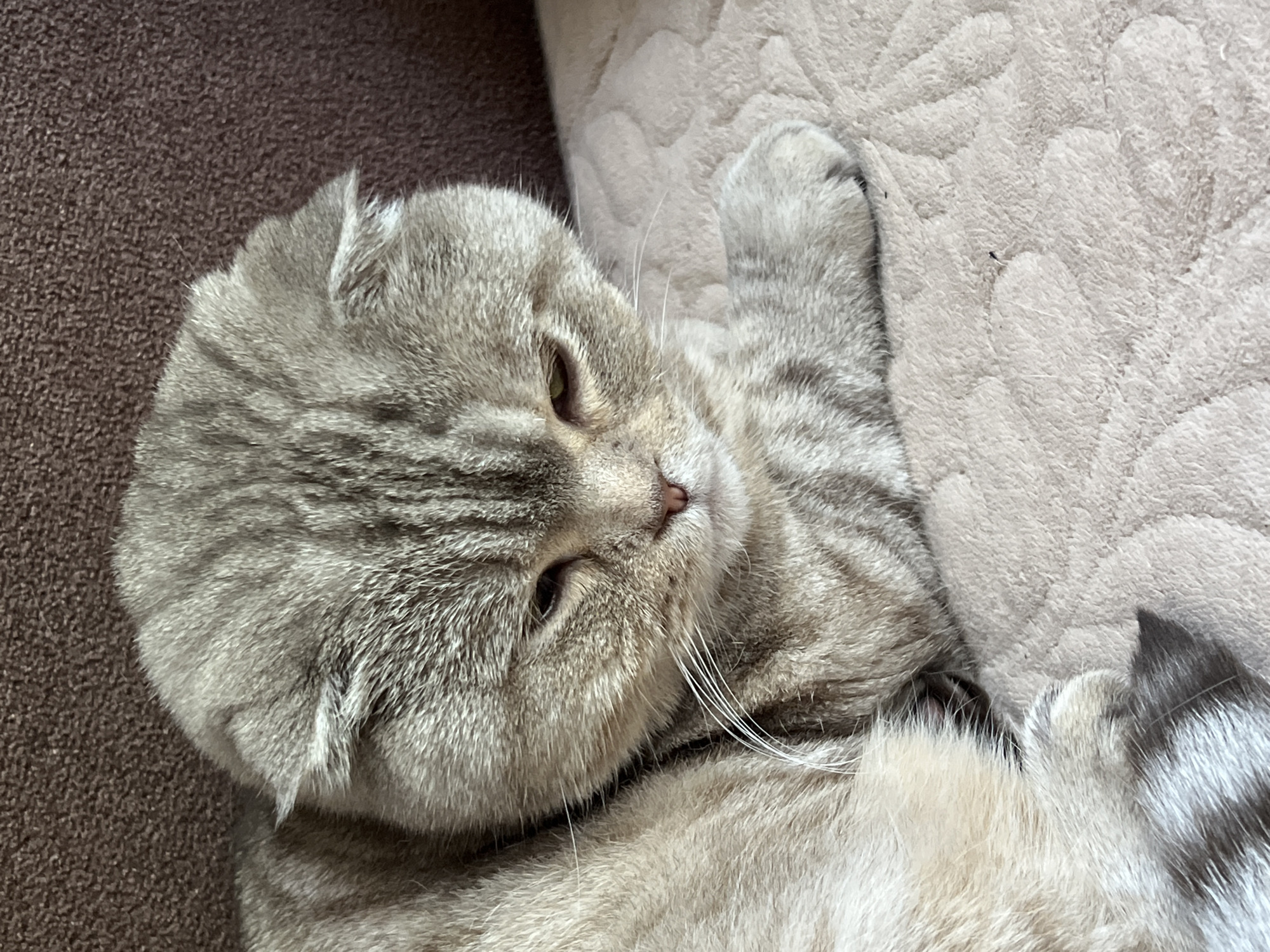 Domestic life documented through cat photos and selfies in Chaikovsky
