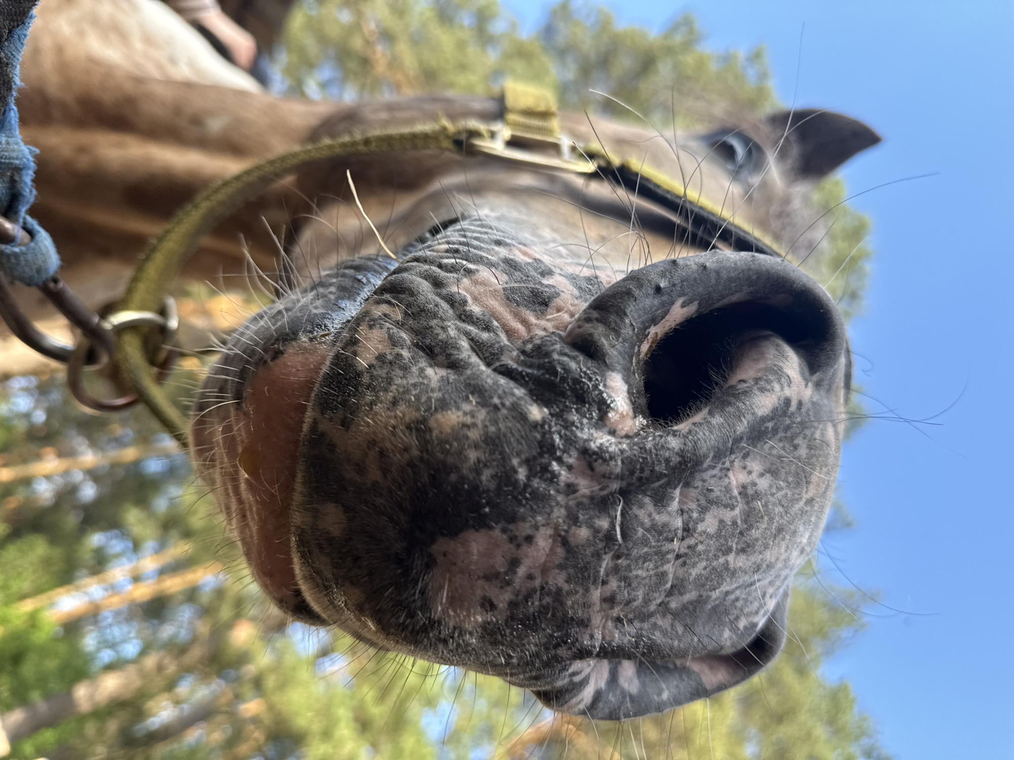 Horse riding and stable activities documented in Chaikovsky, Russia