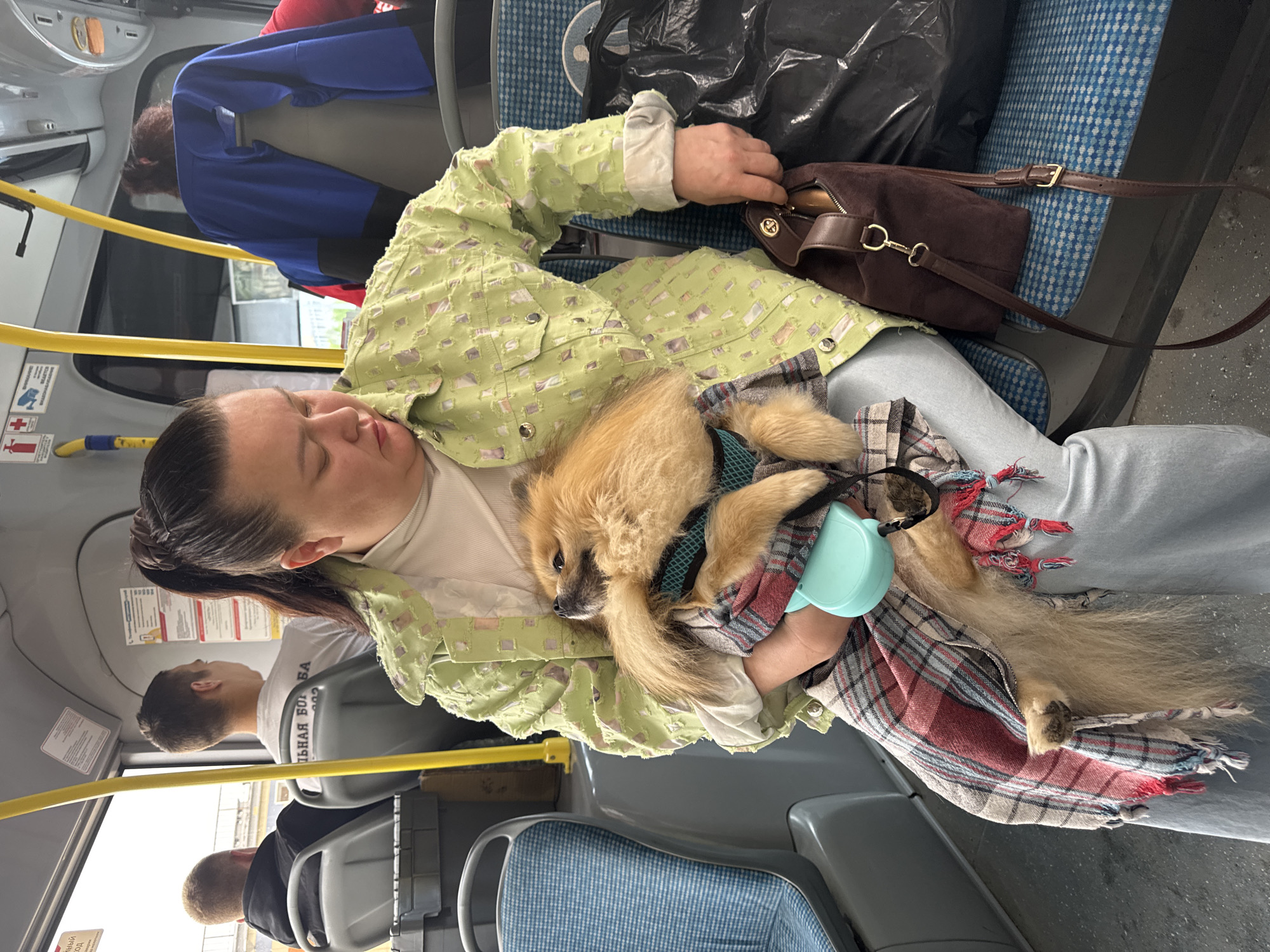 Passenger travels with Pomeranian dog on bus in Russia
