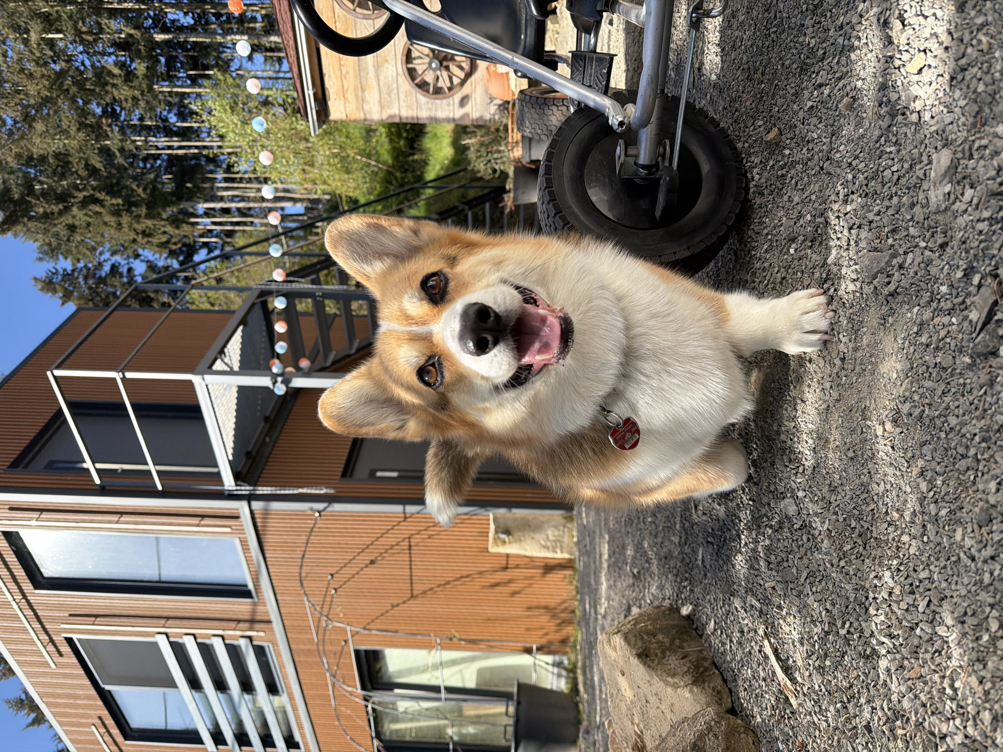 Happy Corgi spotted on gravel path in Gangloff, Germany