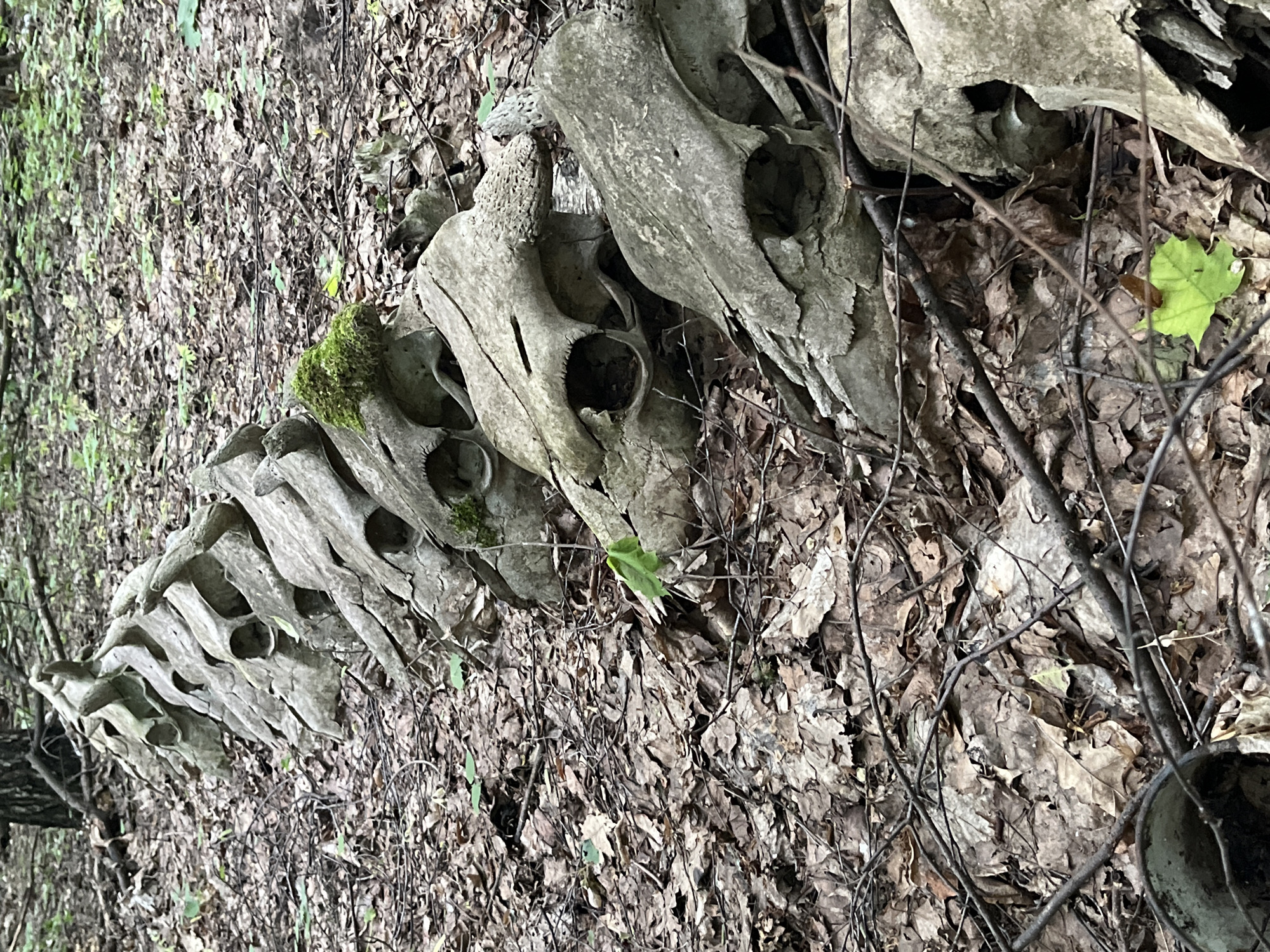 Animal skulls discovered arranged on forest floor in Vasilyevo