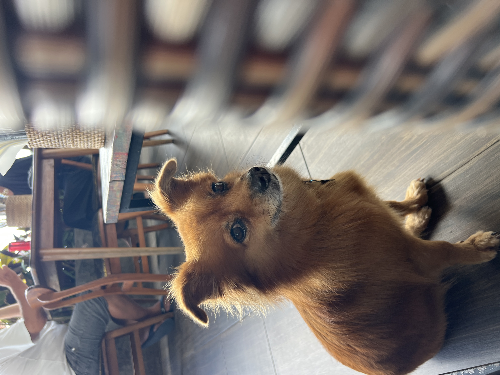 BBQ ribs and a curious dog at a North Kuta restaurant