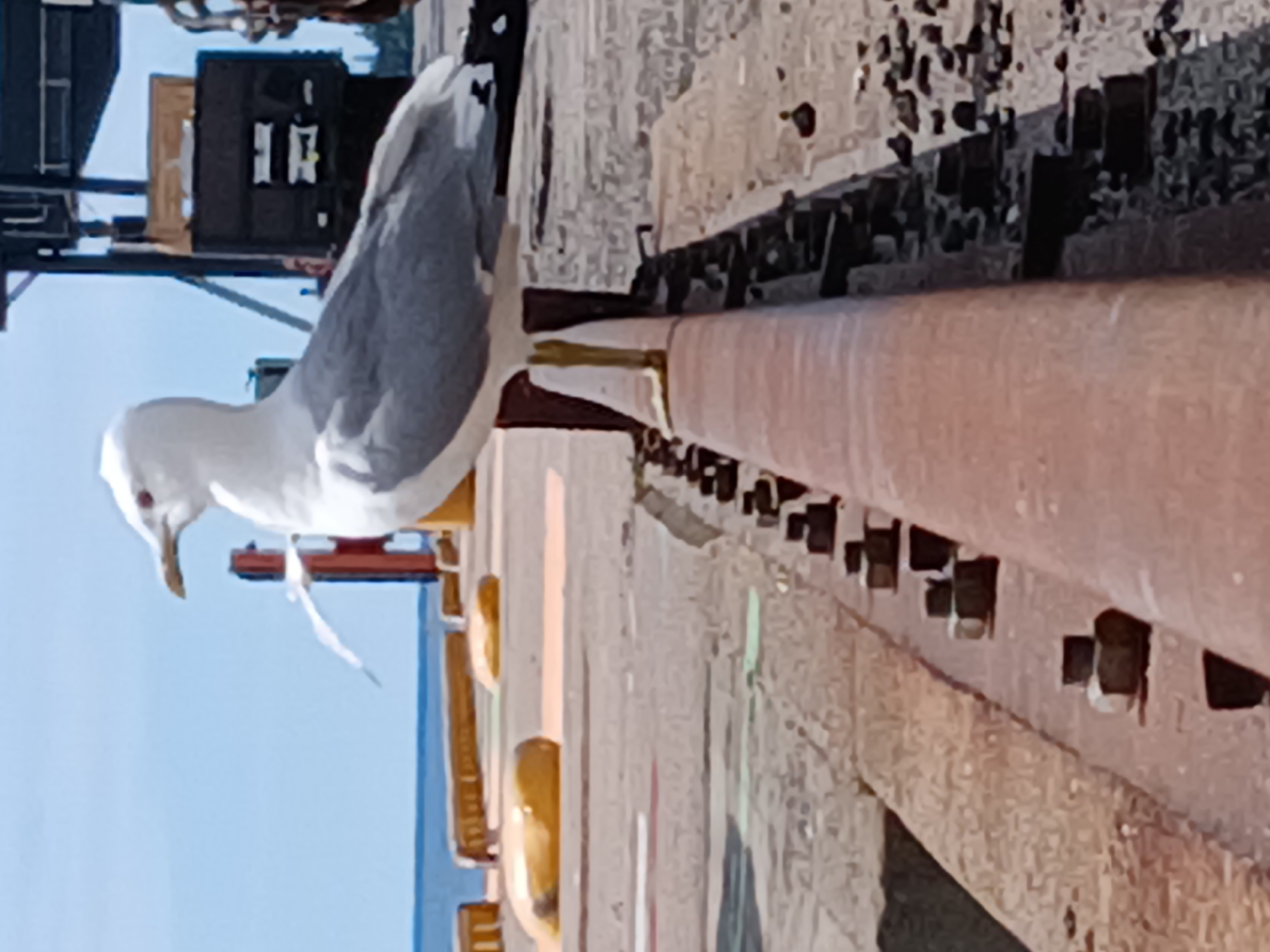 Gulls and harbour life on a Helsinki waterfront morning