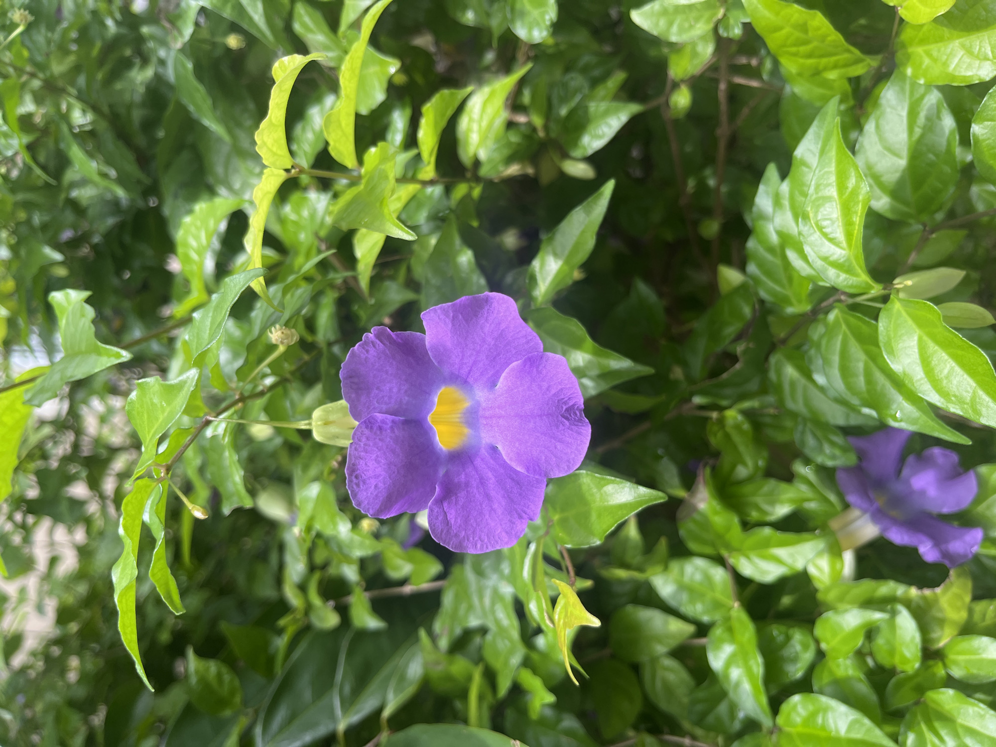 Morning wildlife and garden observations documented in Dar es-Salaam