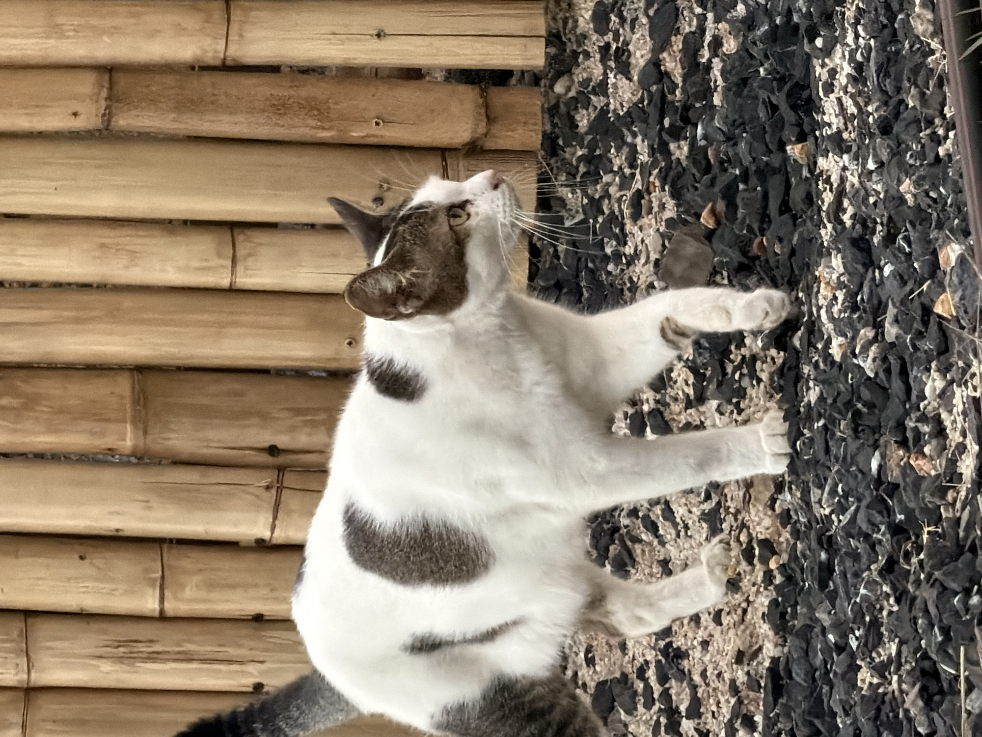 Spotted cat lounging around a bamboo fence in Ko Samui