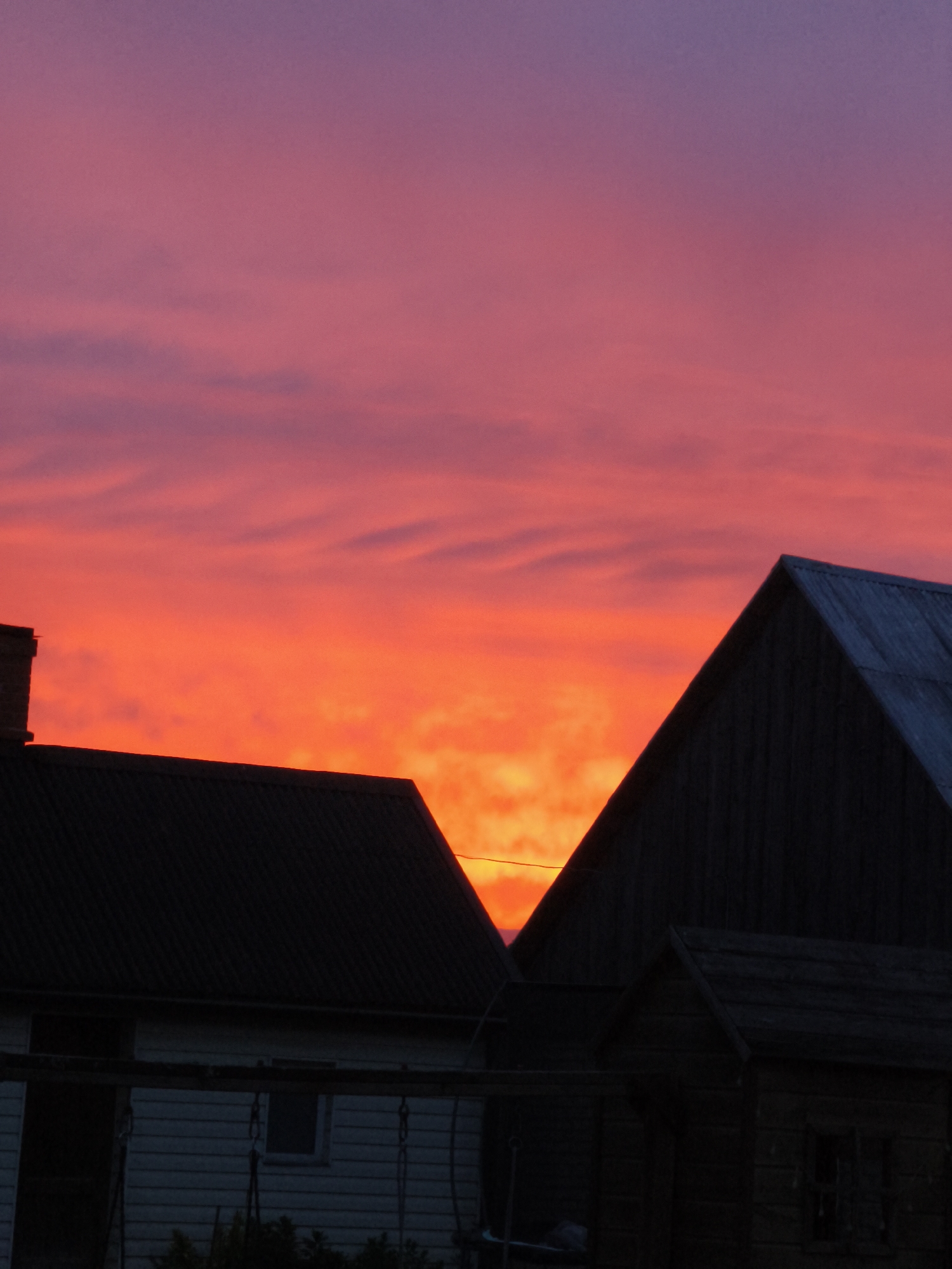 Rural Latvia evening captured: sunset, flowers, dog, countryside scenes