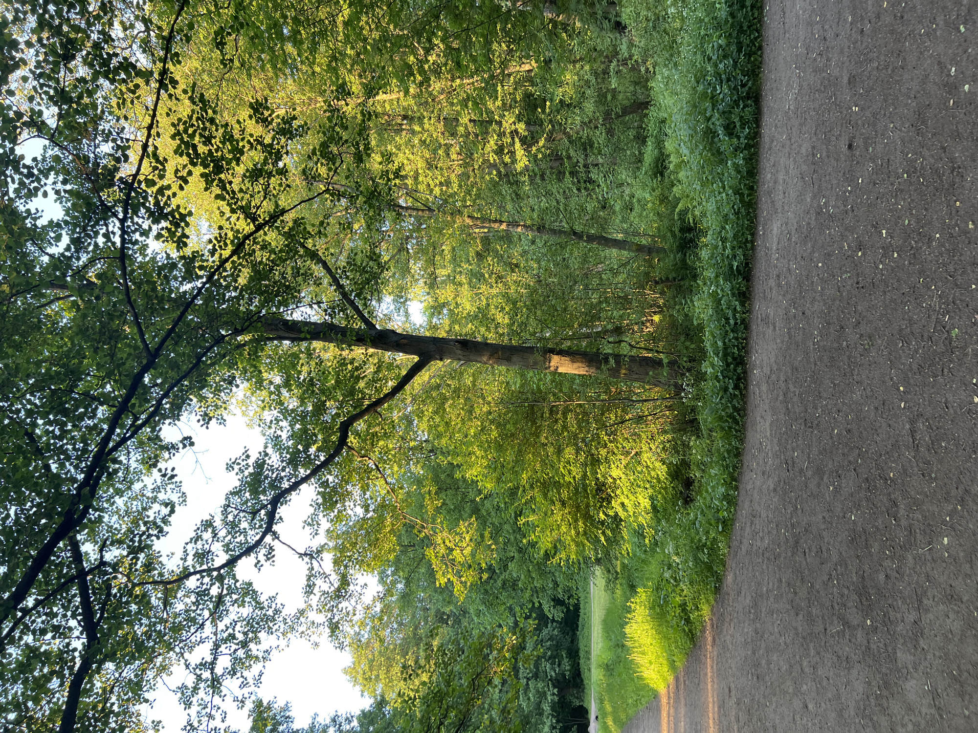 Witness captures peaceful forest paths in Saint Petersburg park