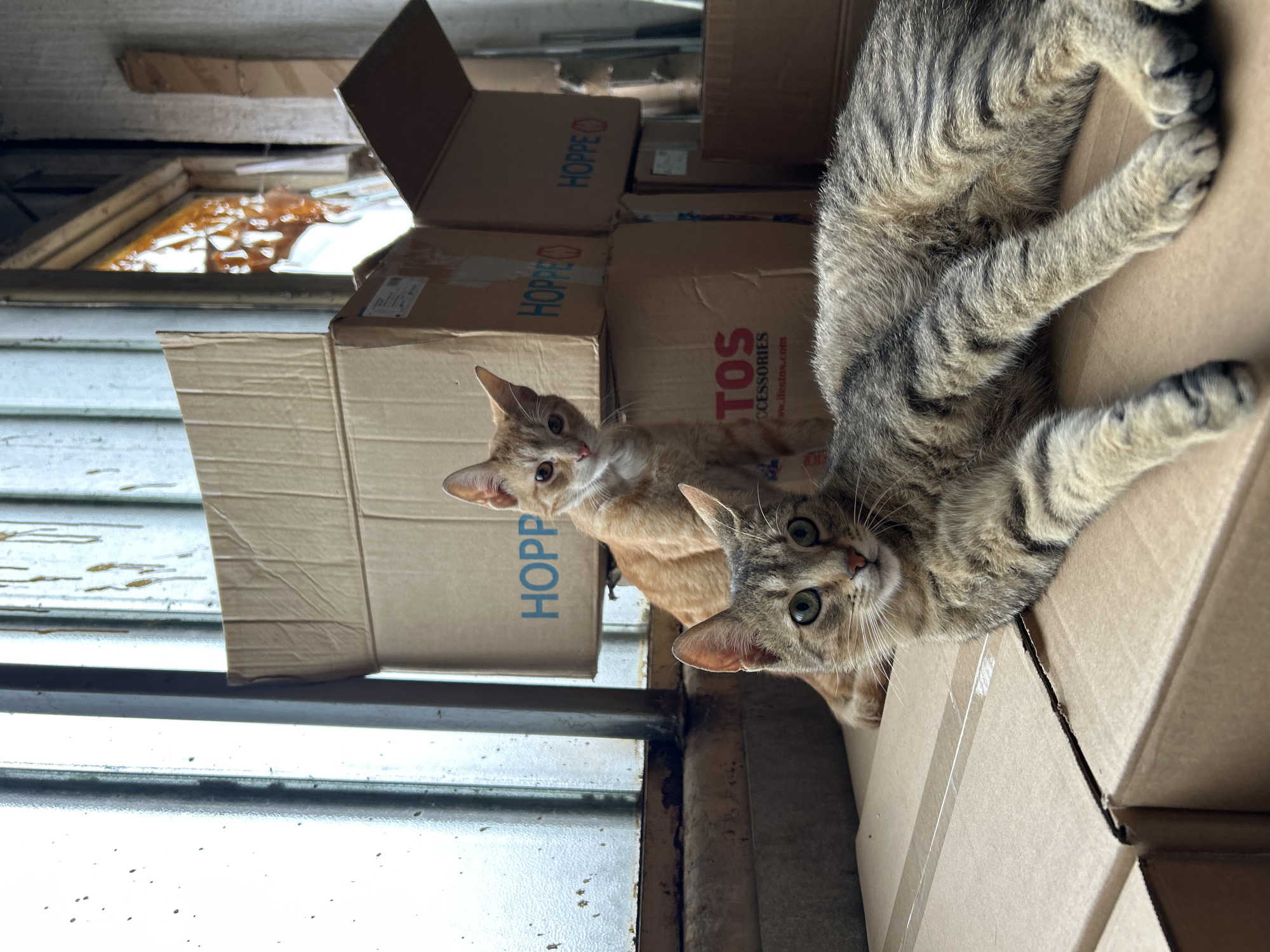 Two cats spotted among labeled cardboard boxes in Bulgaria