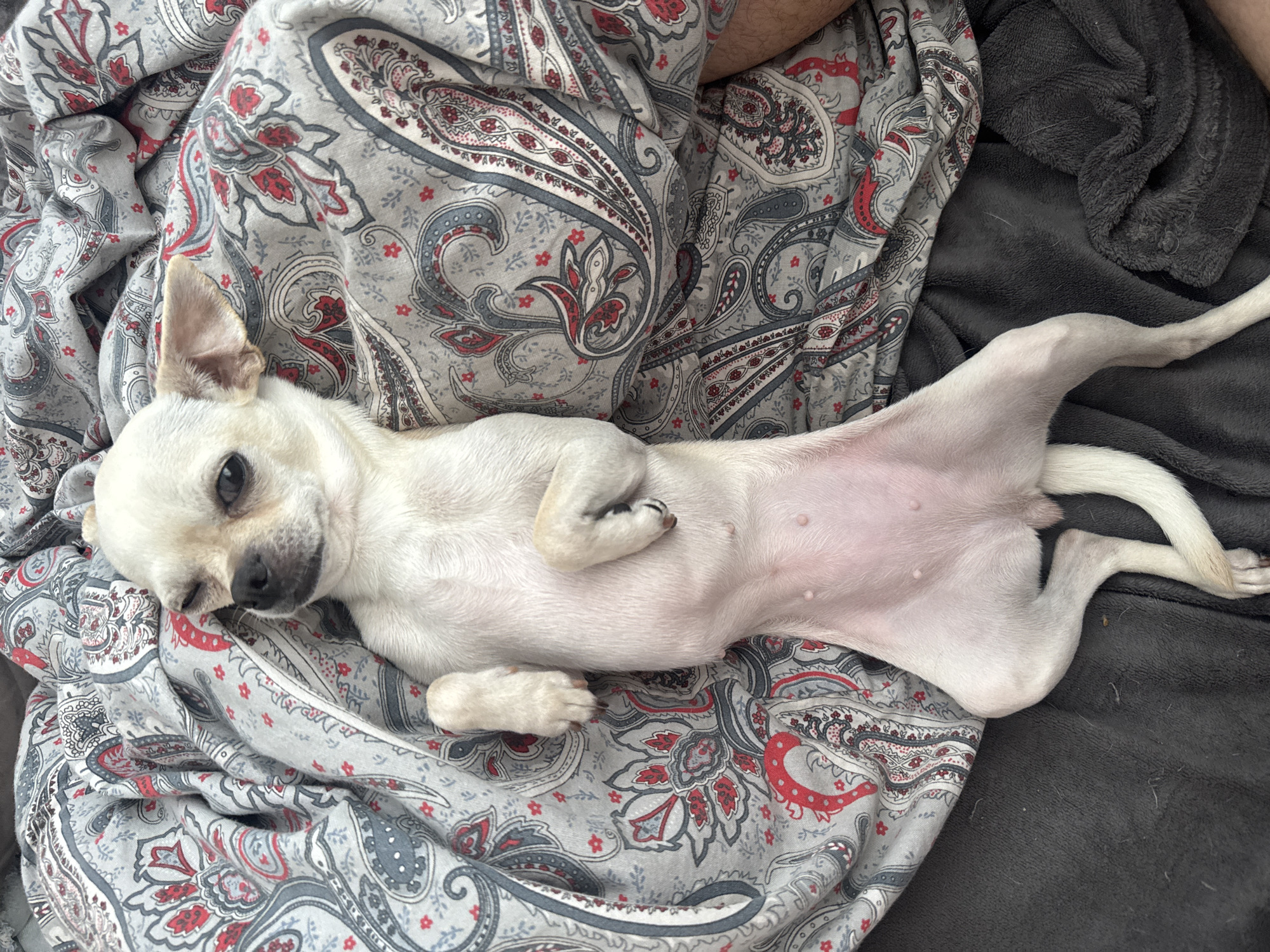 Chihuahua lounges in Sofia with a hot dog cameo