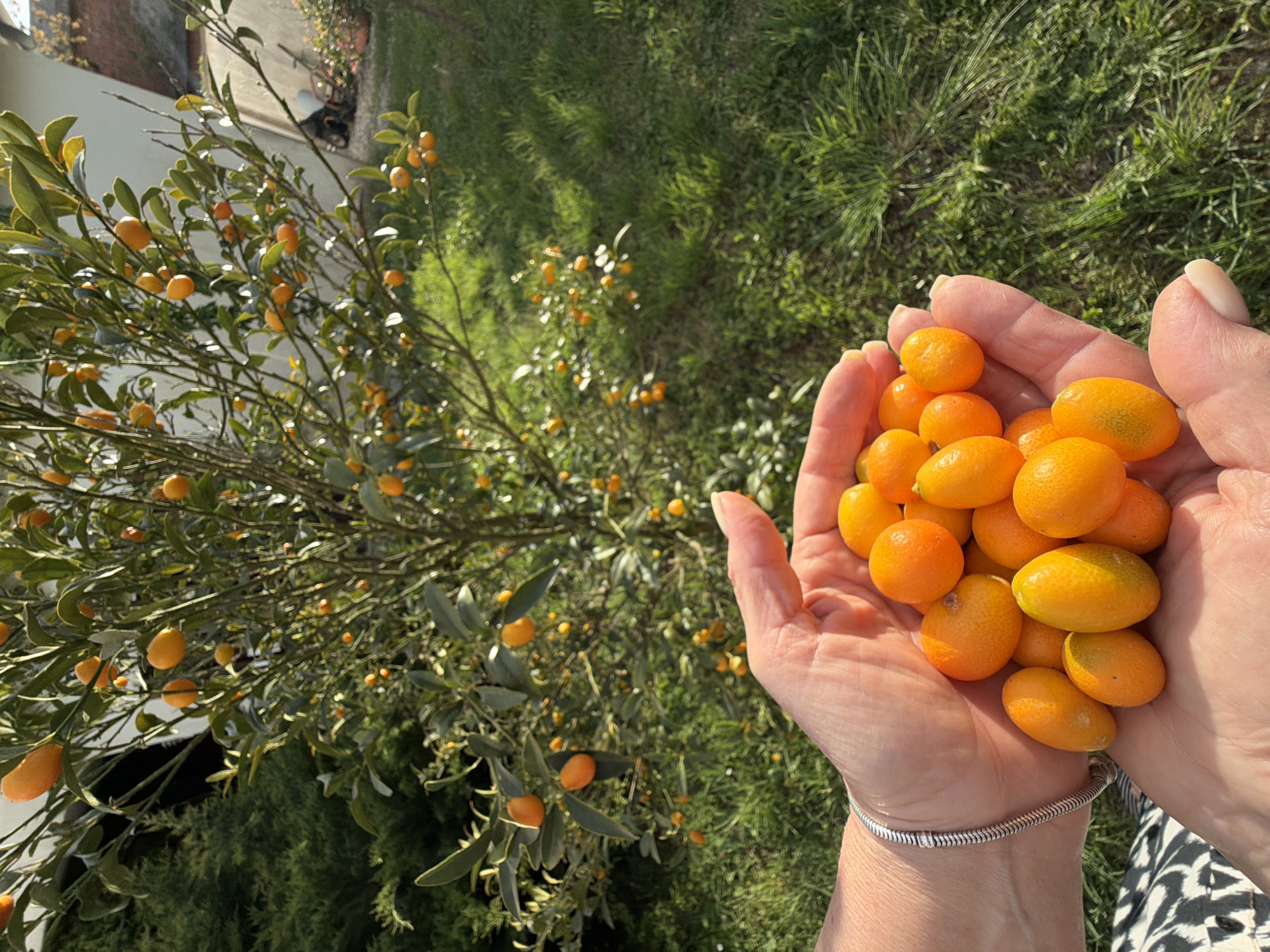 Person displays fresh kumquats in Montenegro village