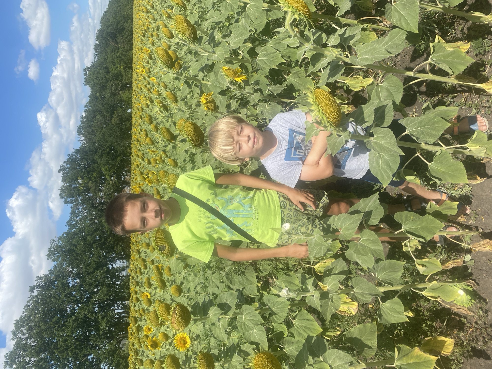 Summer afternoon in a Ukrainian sunflower field