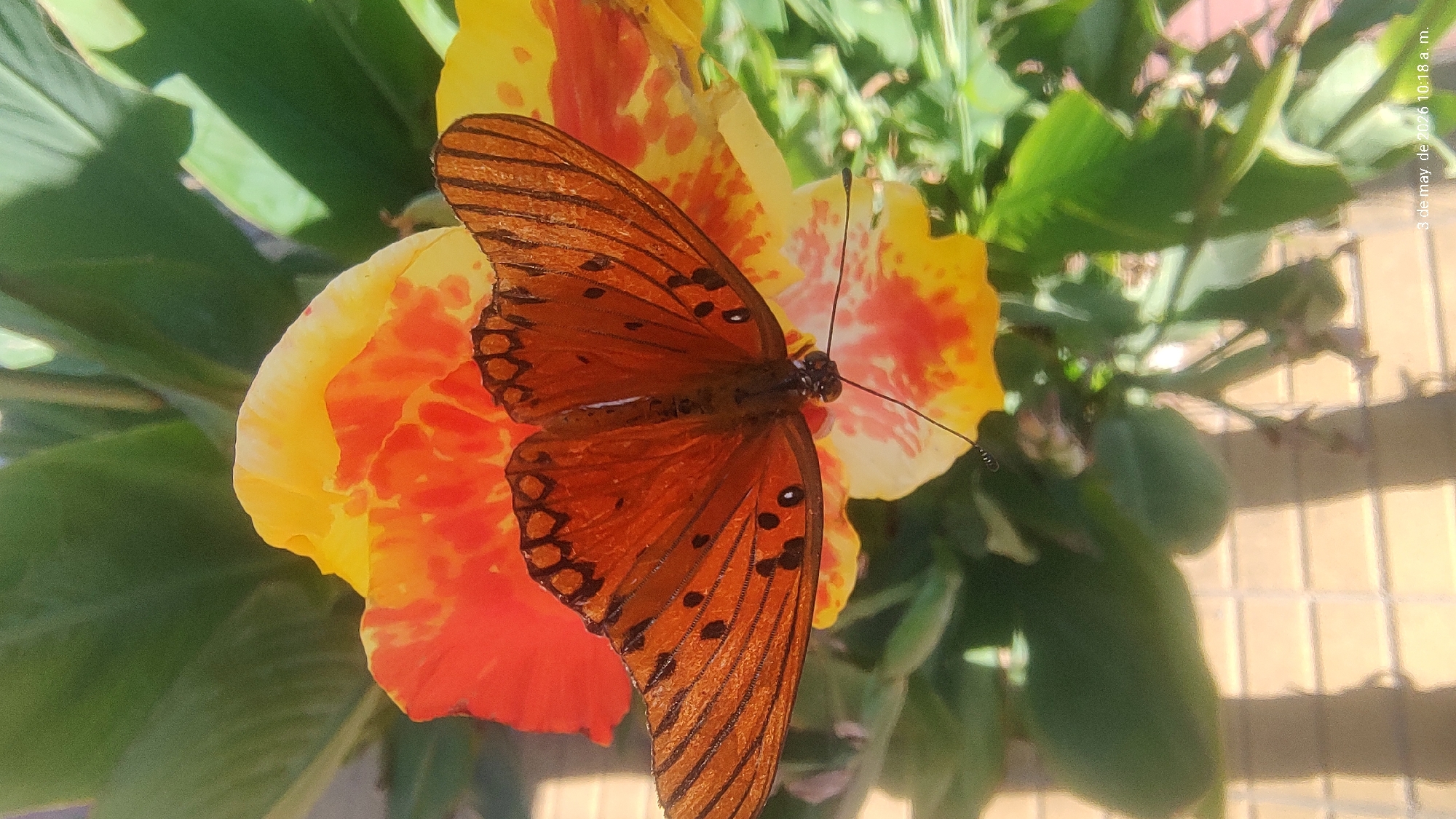 Gulf Fritillary butterflies photographed on flowers, clothing in Argentina