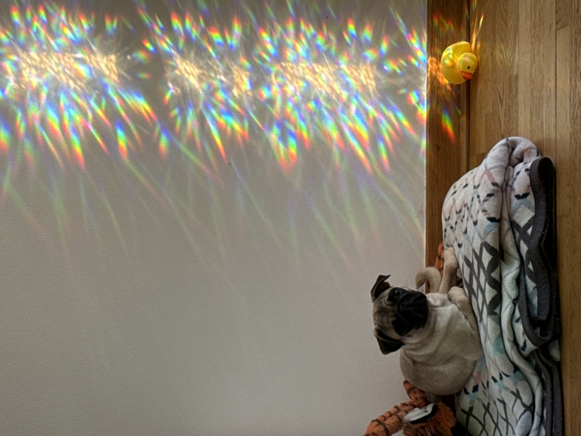 Pugs, breakfast plates, and sunny outdoor scenes