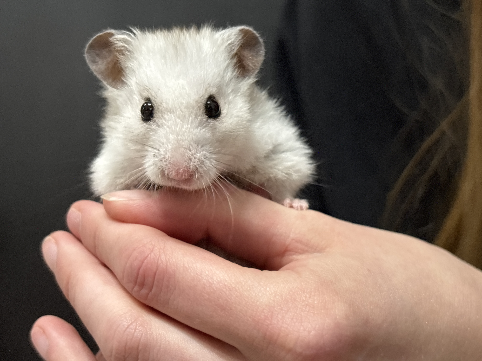 Casual evening in St. Petersburg with a pet hamster