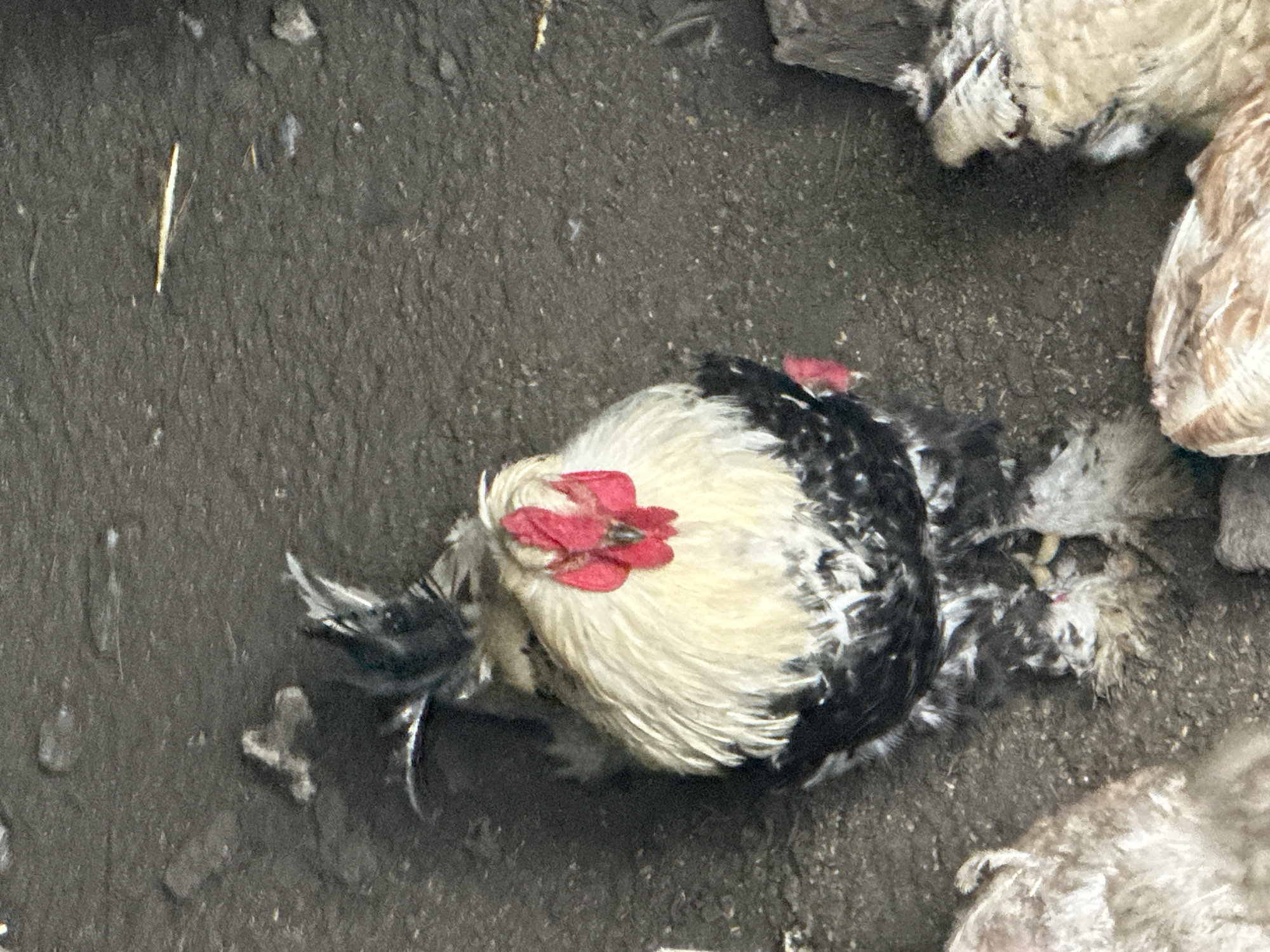Backyard chicken coop life and repair work in Tobyl
