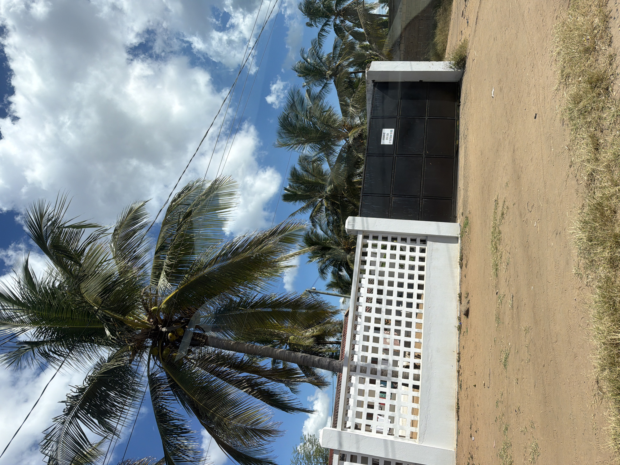 Coconut palm tree documented on Pemba street scene