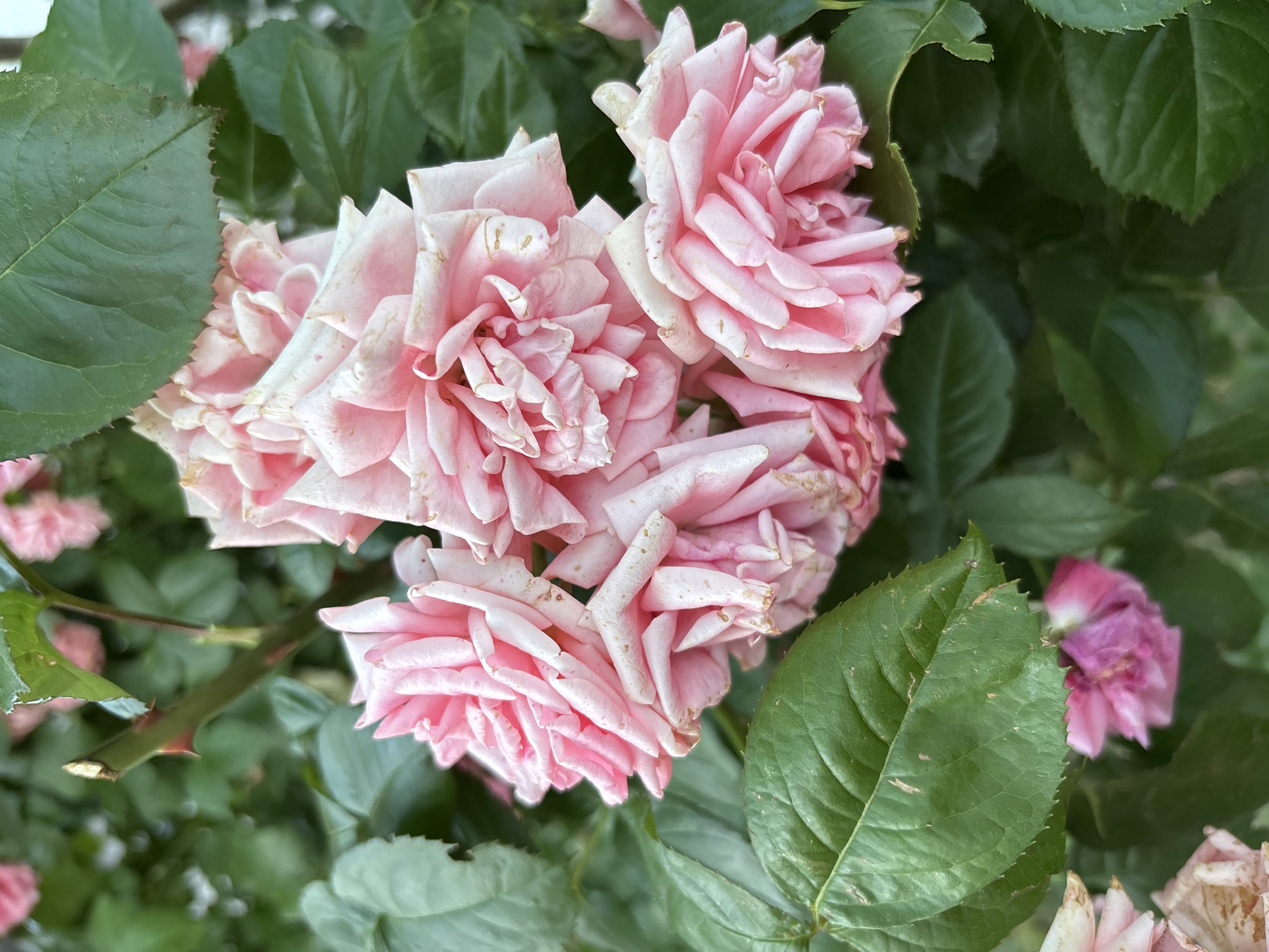 Afternoon in the garden: roses in every color