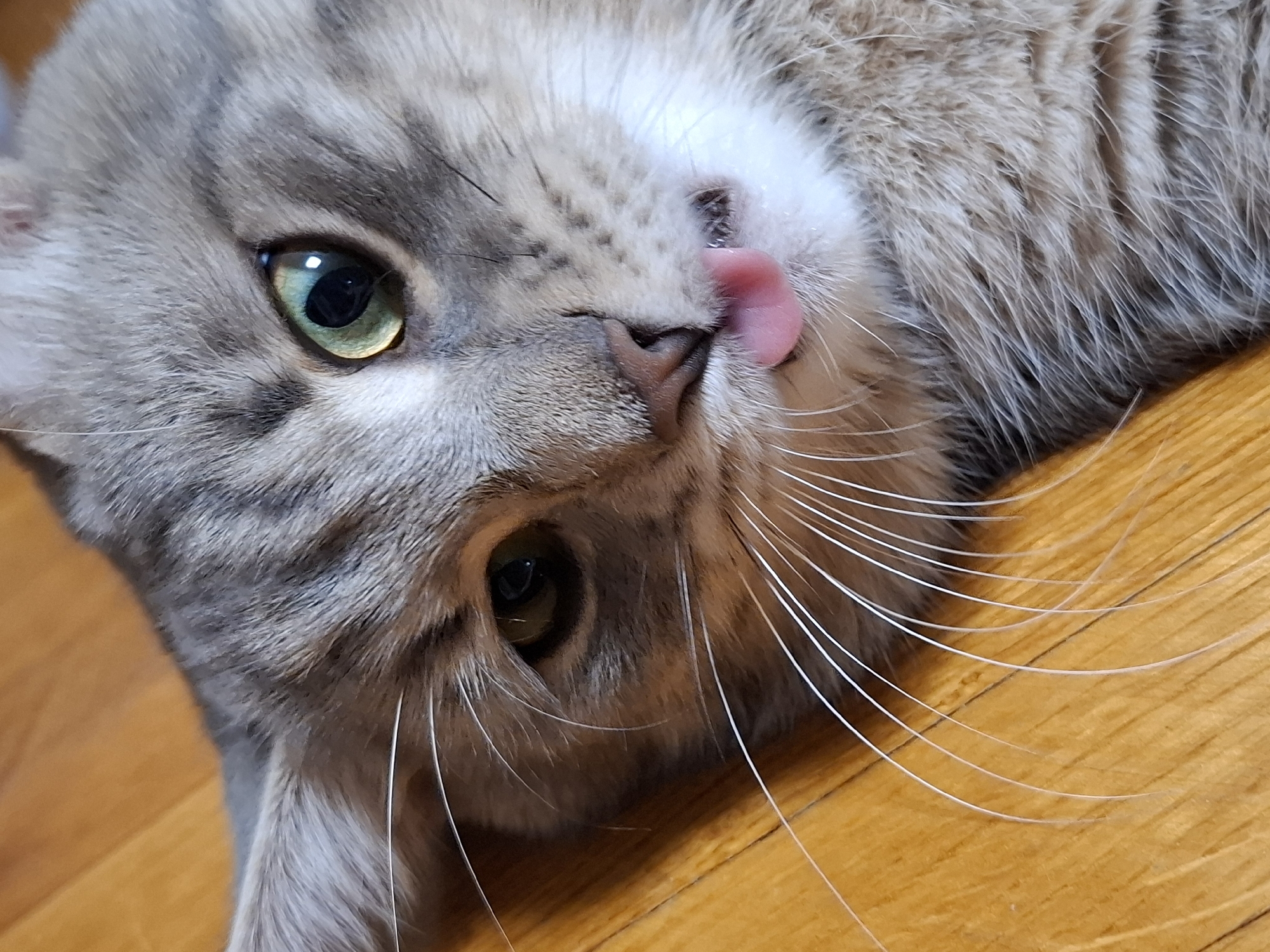 Grey tabby cat photographed in multiple poses, Novi Sad