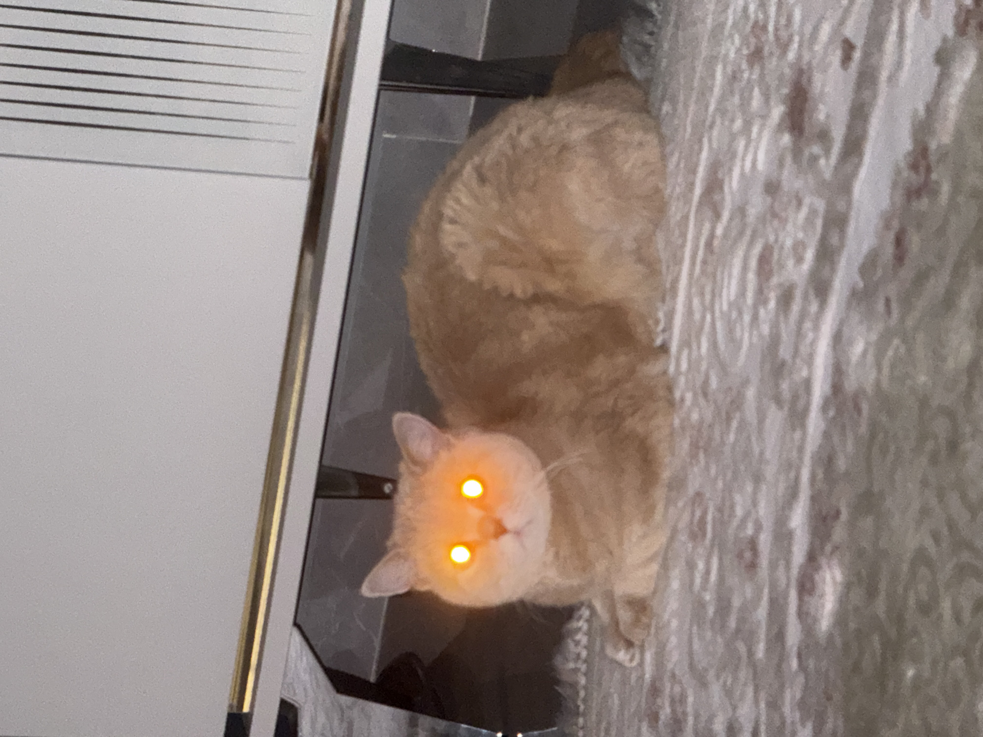 Ginger cat resting under furniture on a patterned rug