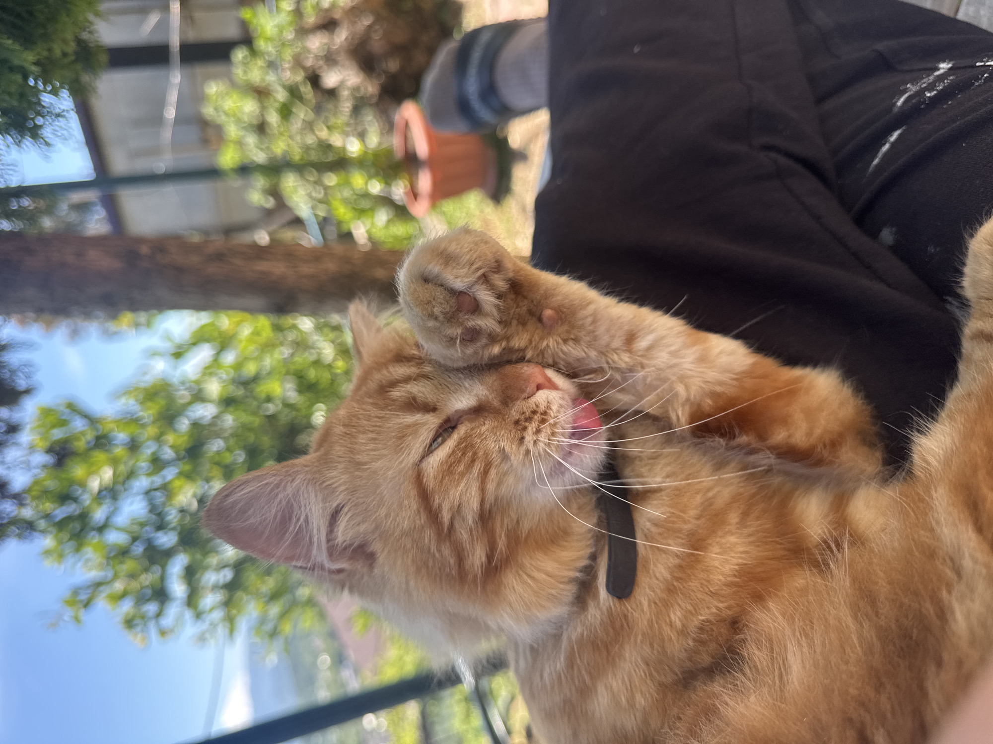 Lazy morning with an orange tabby in Vesyoloye