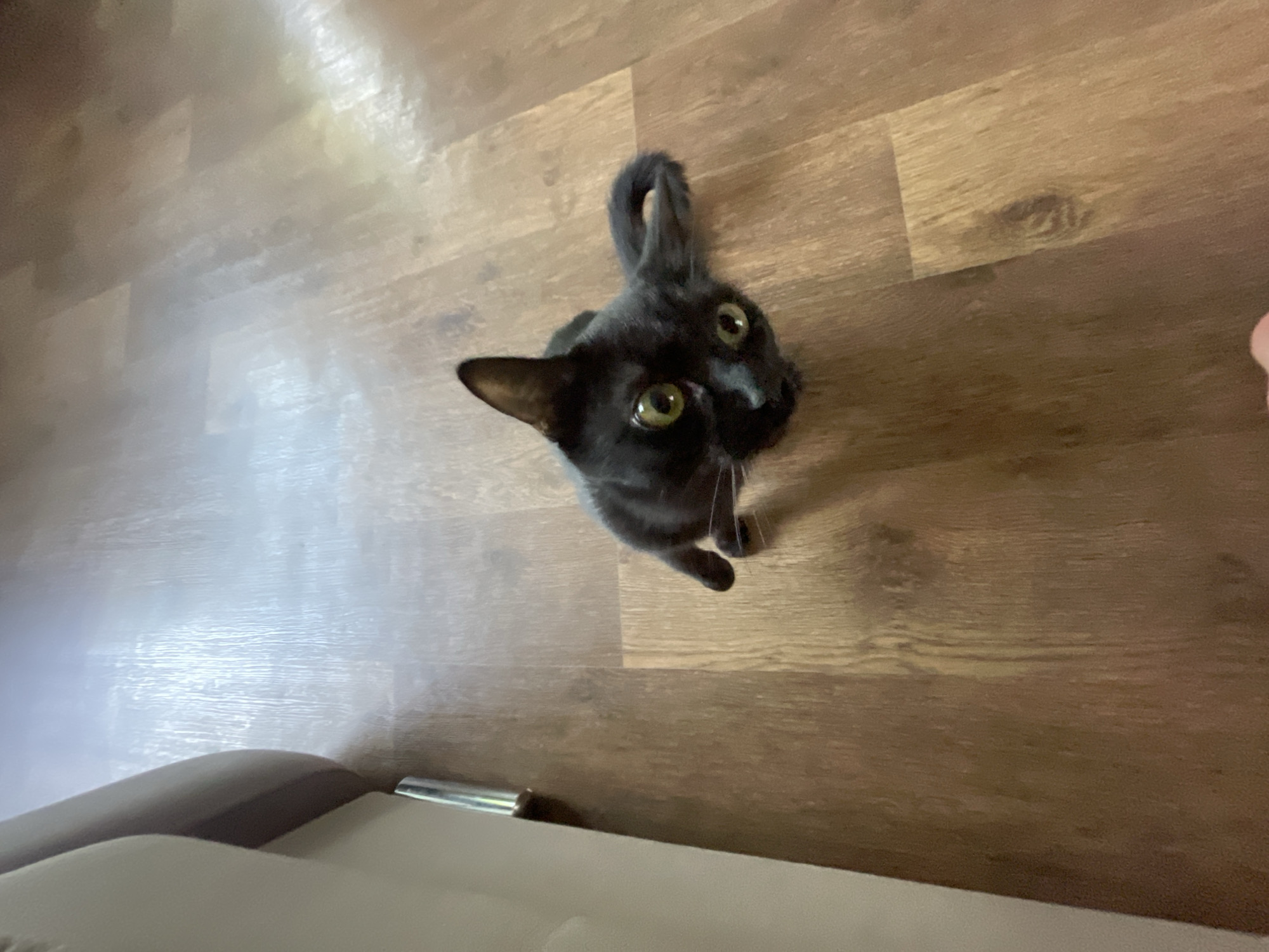 Black cat lounging around a Novokuznetsk apartment on a quiet morning
