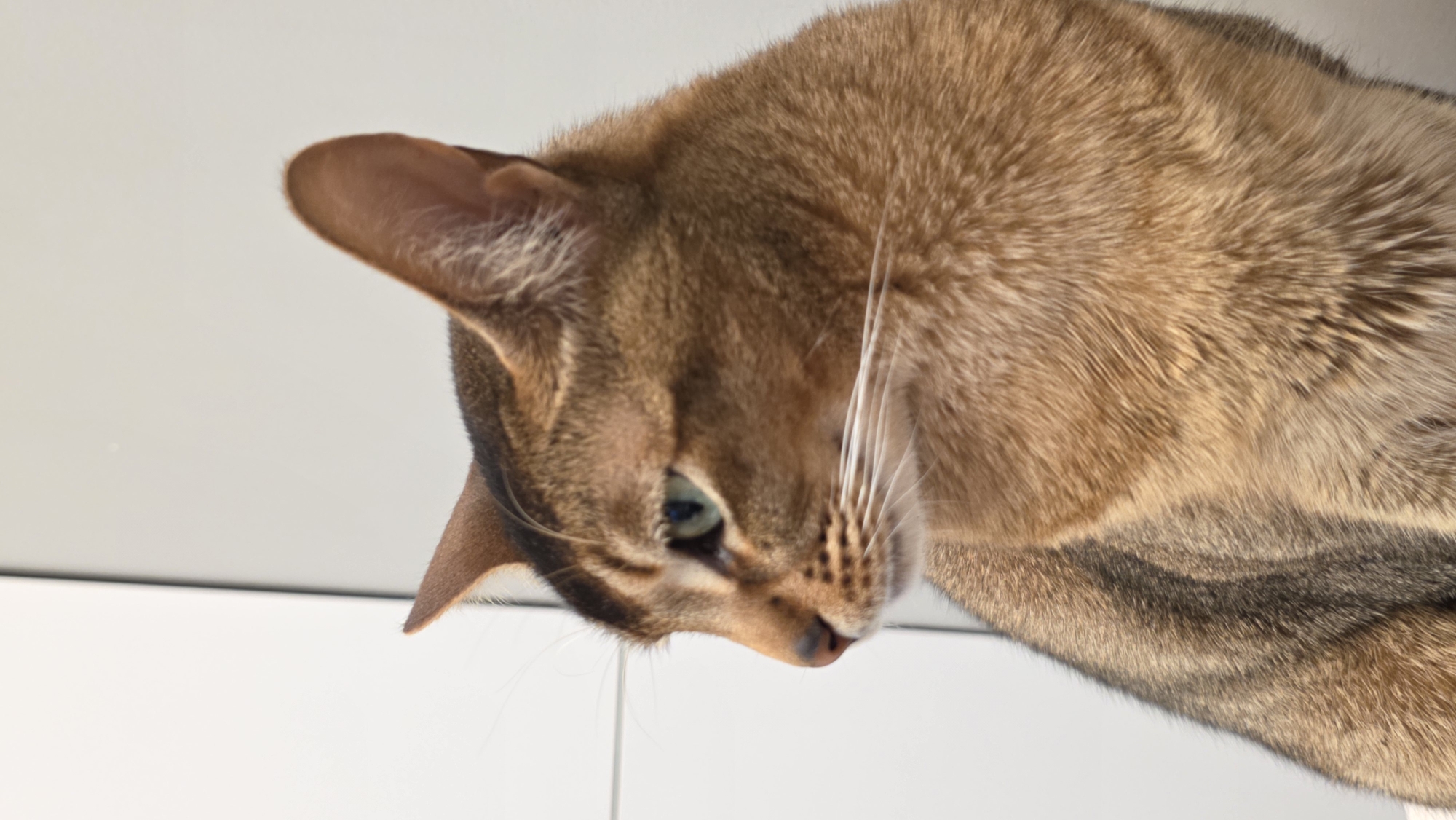 Domestic cat documented in Saint Petersburg home over 49 minutes