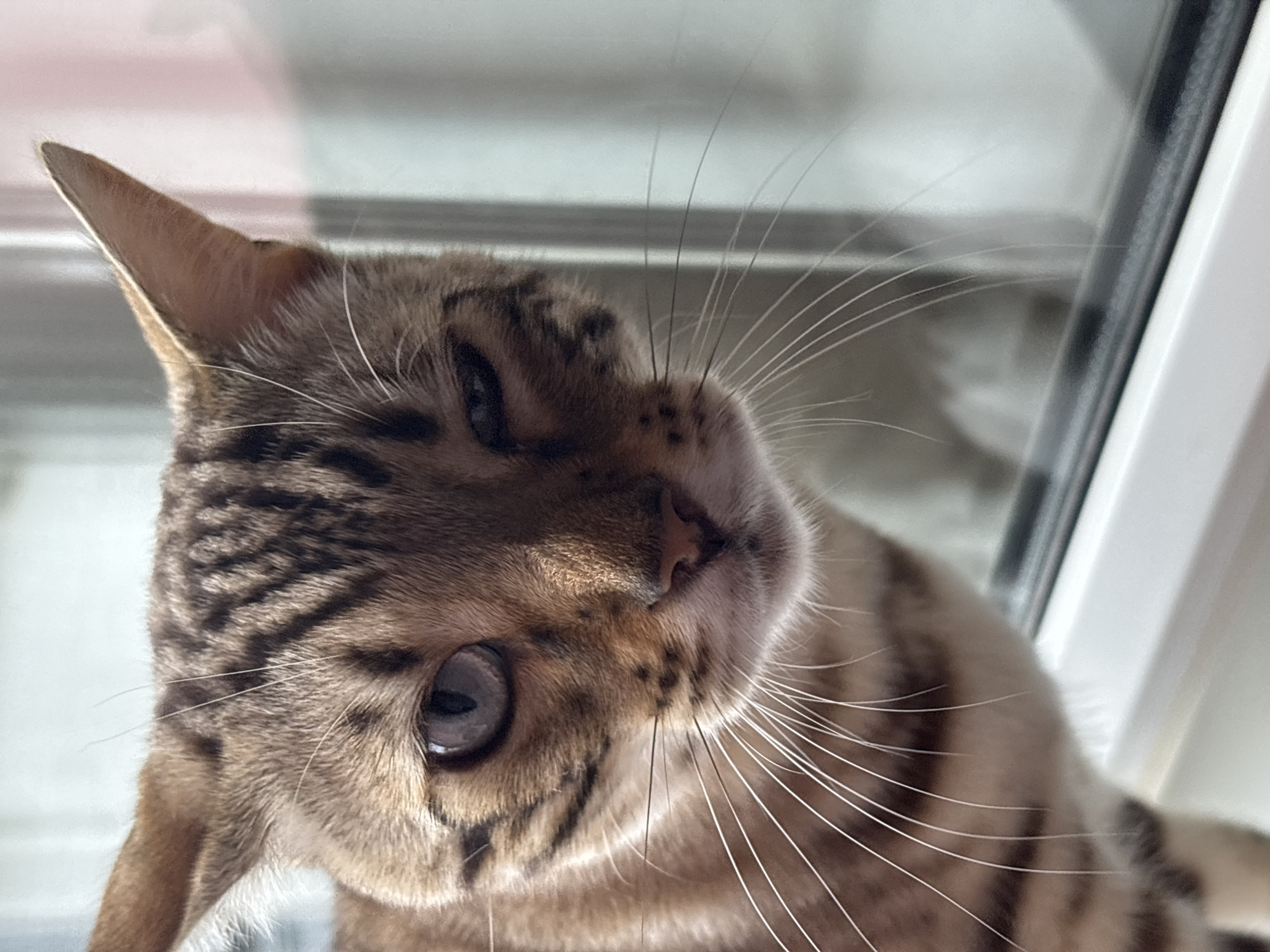 Bengal cat's morning in Noviy, Russia