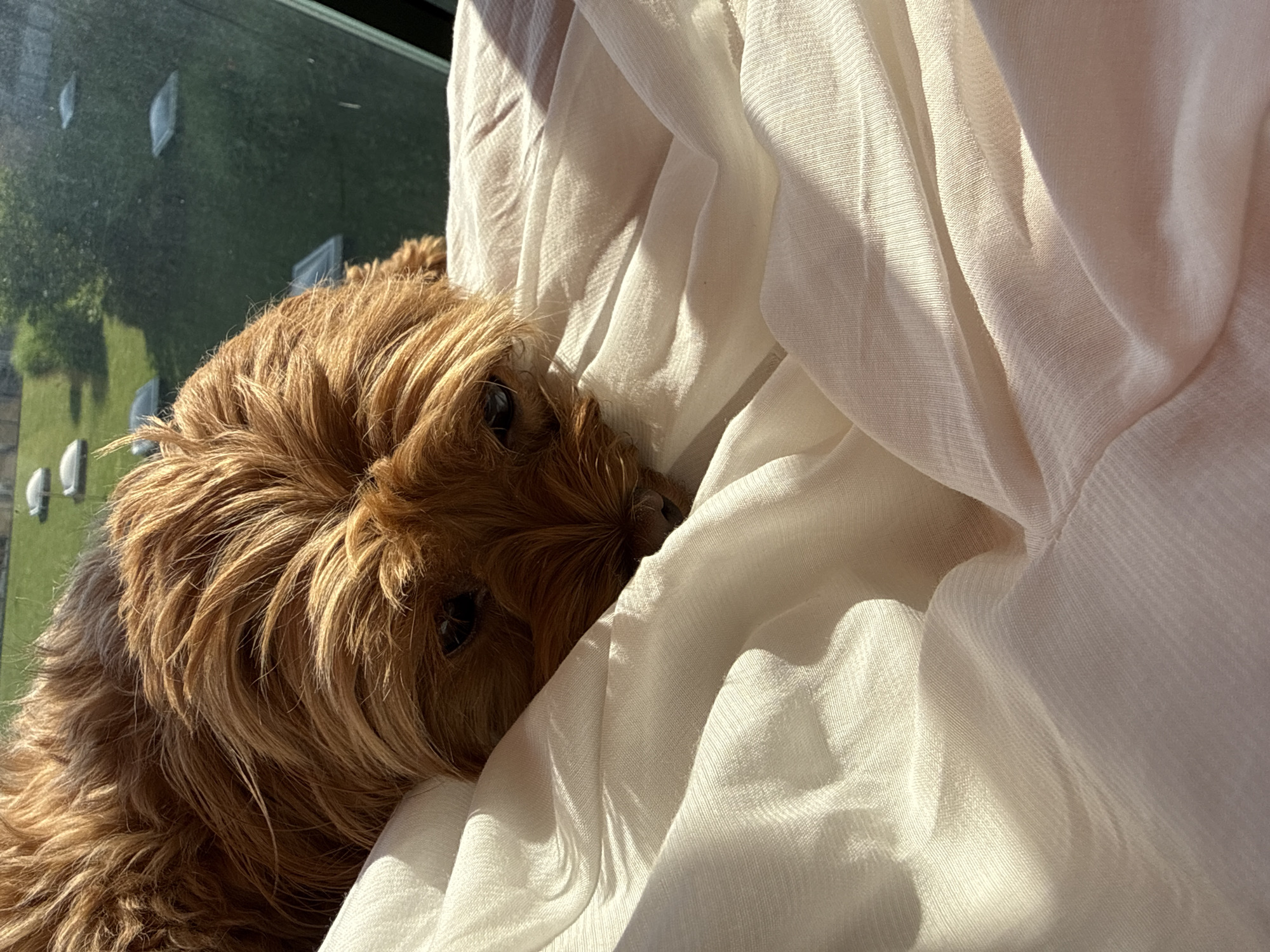 Afternoon in Prague with a very photogenic fluffy dog