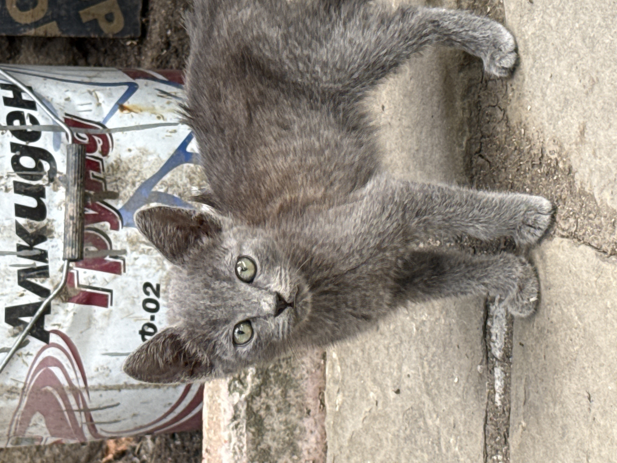 Lazy summer morning in rural Bulgaria with a grey kitten