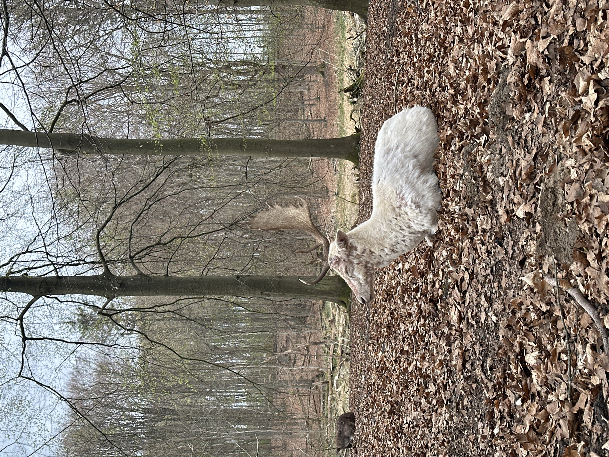Deer herd with rare white fallow spotted in Kiel forest