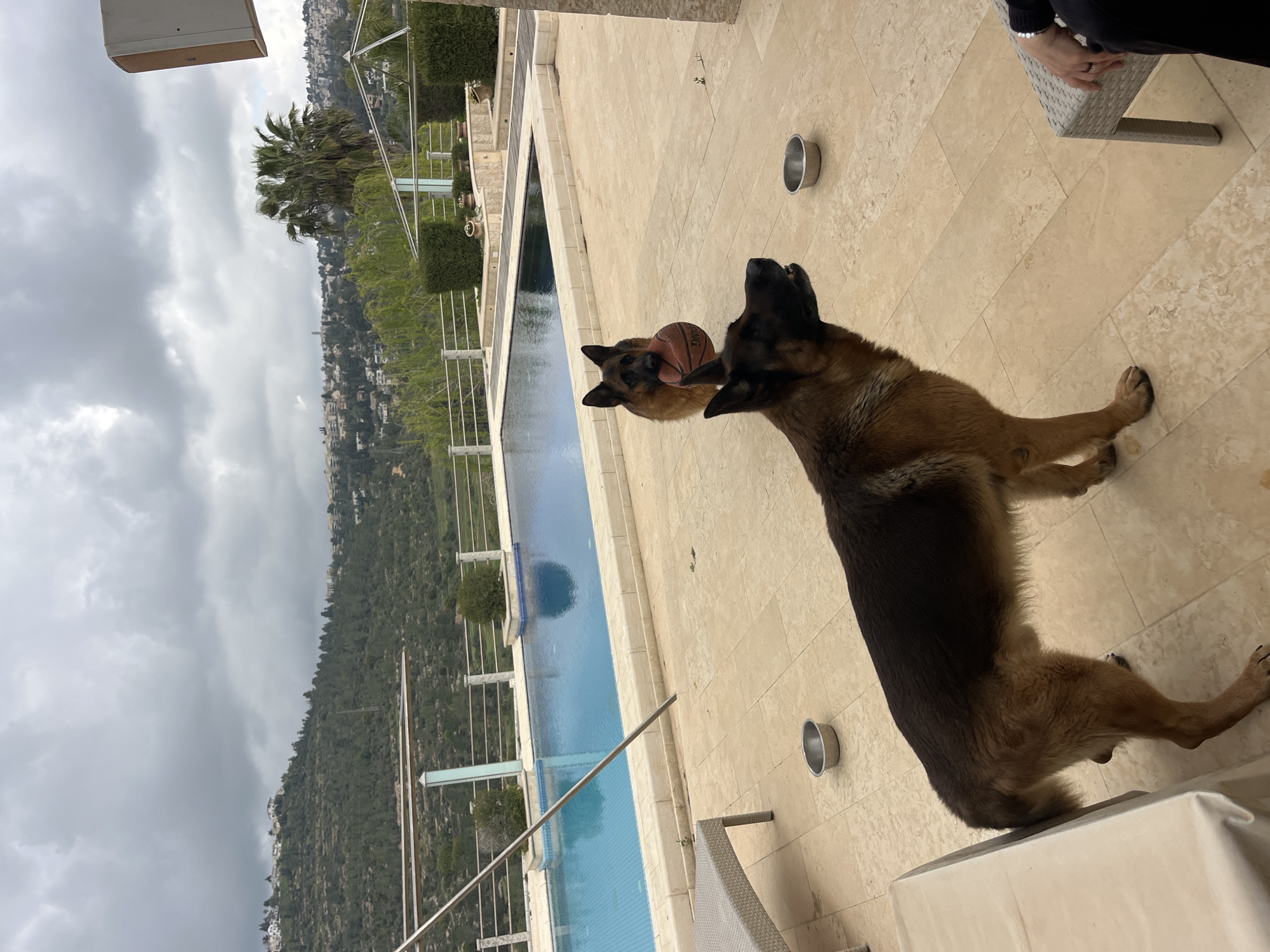 German Shepherds play with basketball by pool in Israel