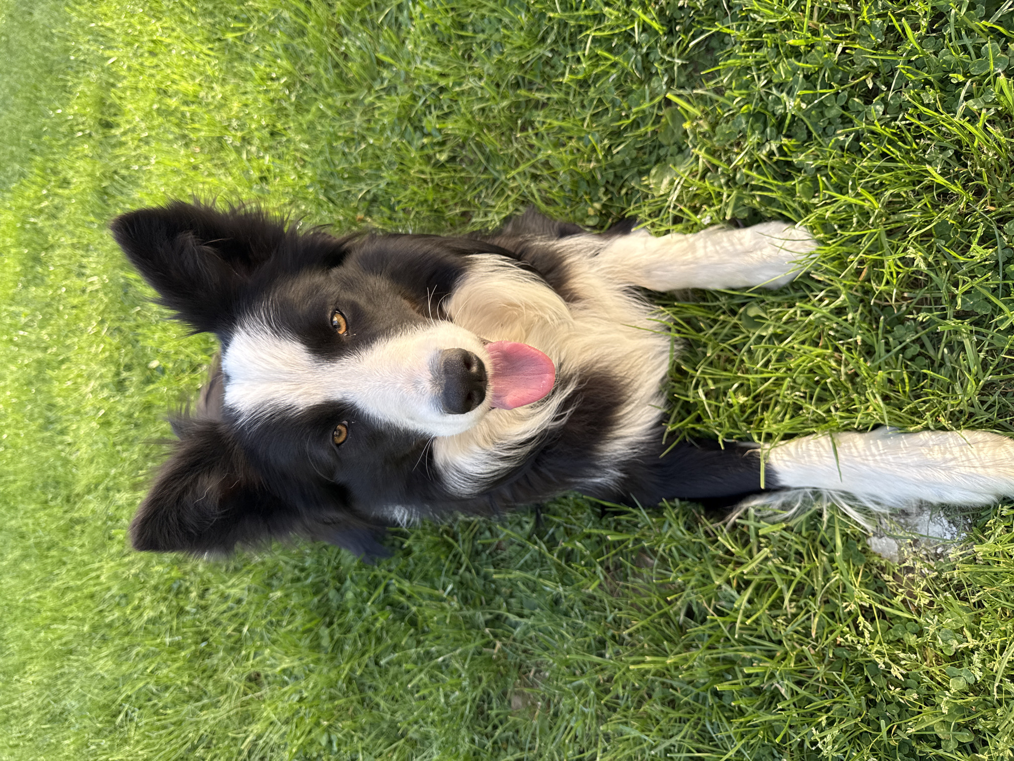 Border Collie plays on grass in Berkovitsa, Bulgaria