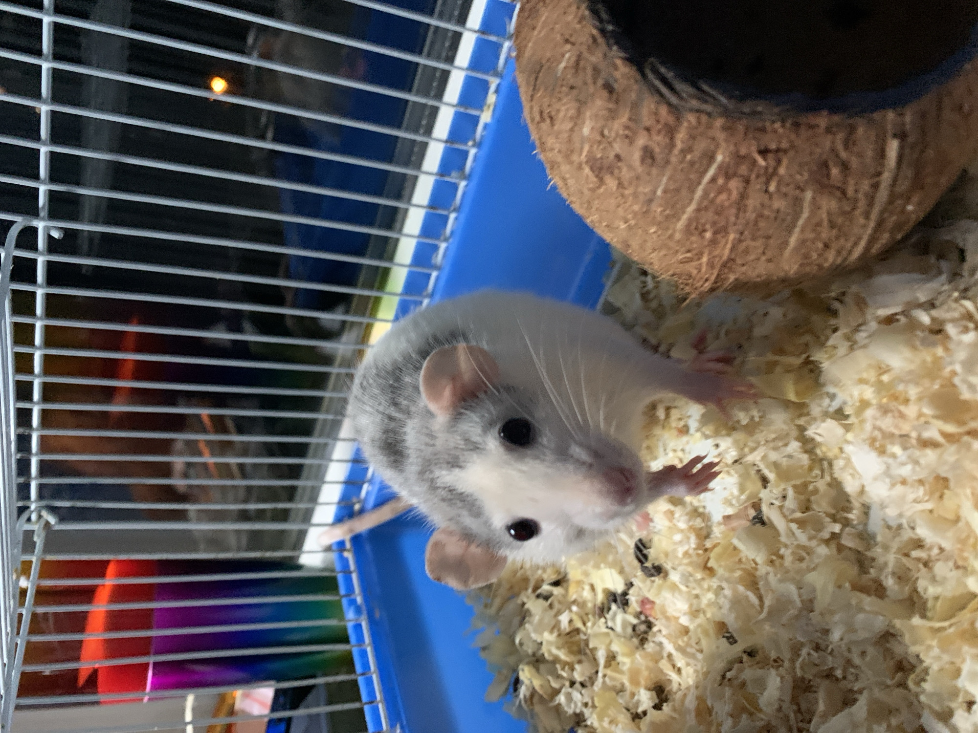 Pet rat at home in a cozy cage with coconut shell hideout