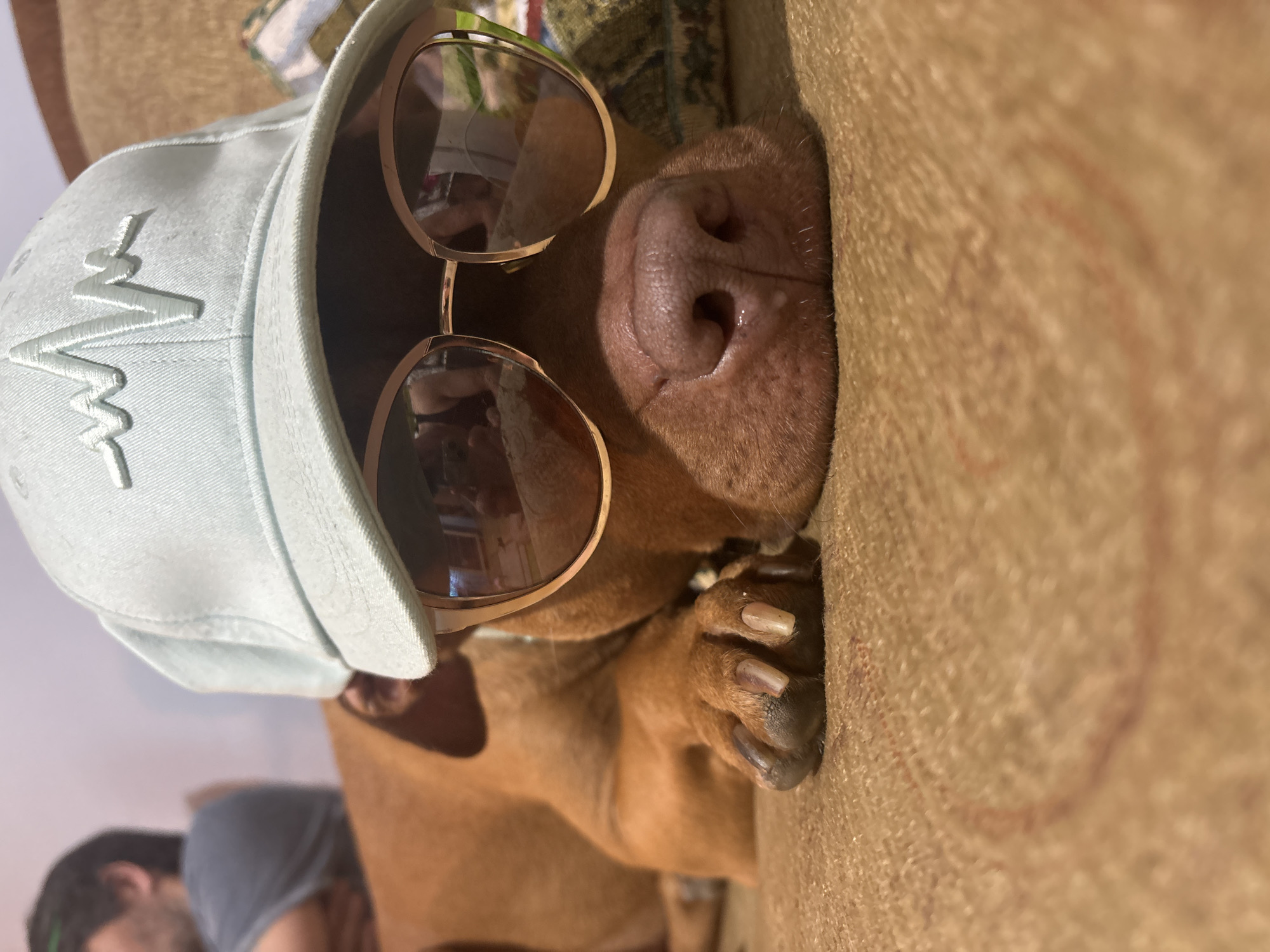 Dog in sunglasses and cap photographed lounging in Sofia