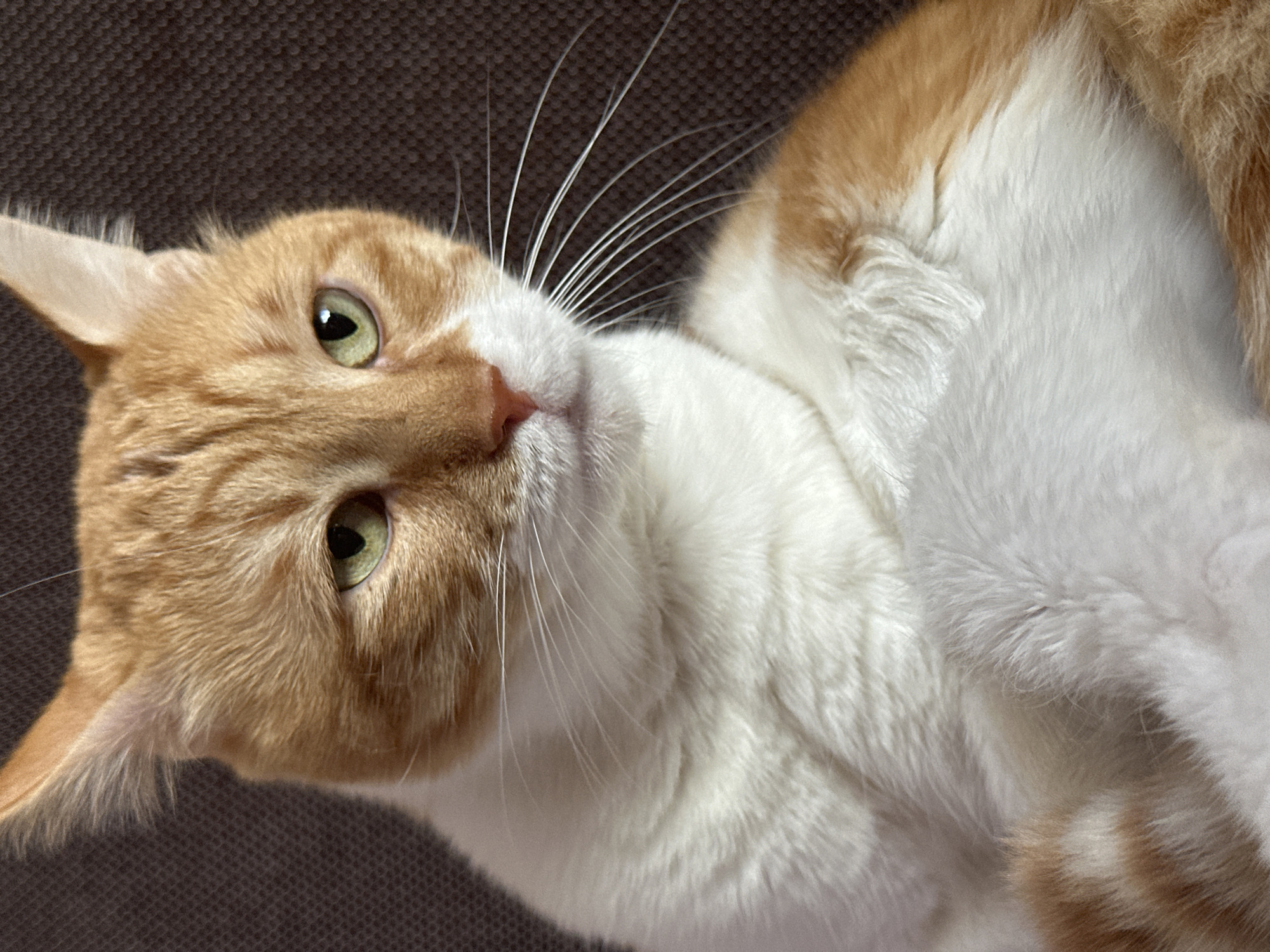 Morning cat photography session captured in Sofia apartment