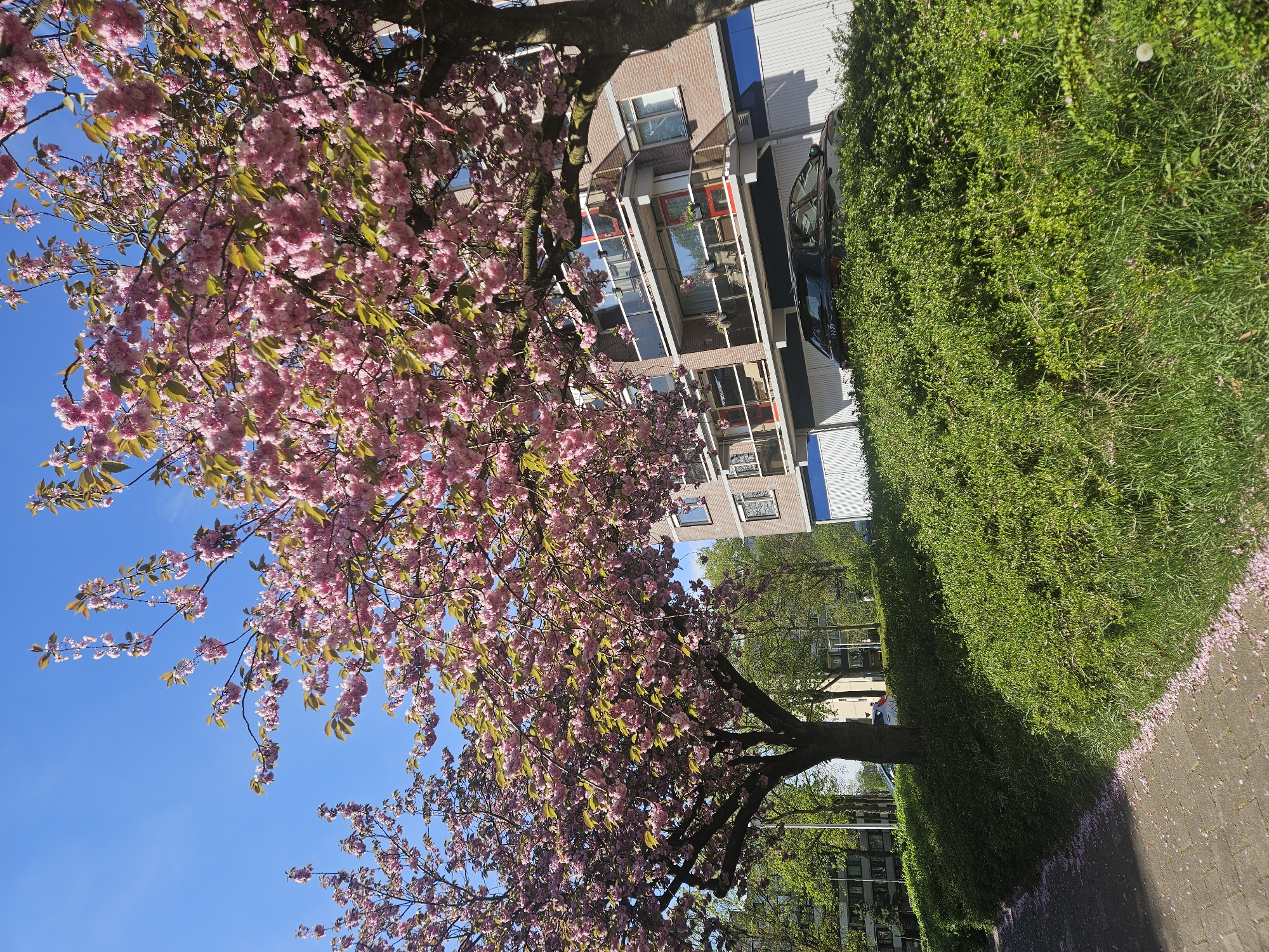 Cherry blossoms bloom along Eindhoven sidewalk on sunny spring day