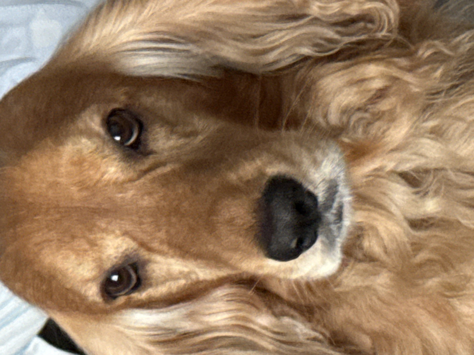 Golden retriever chilling on a rug with a stuffed donkey